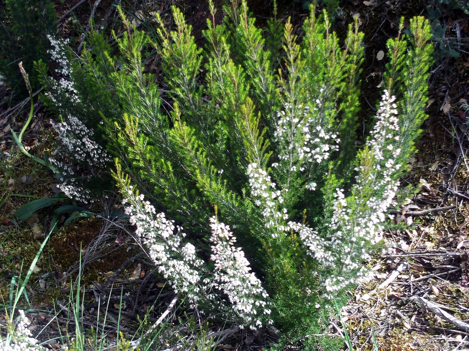 Tree Heath (Erica Arborea) — white flowers measuring around 0.12 inches across