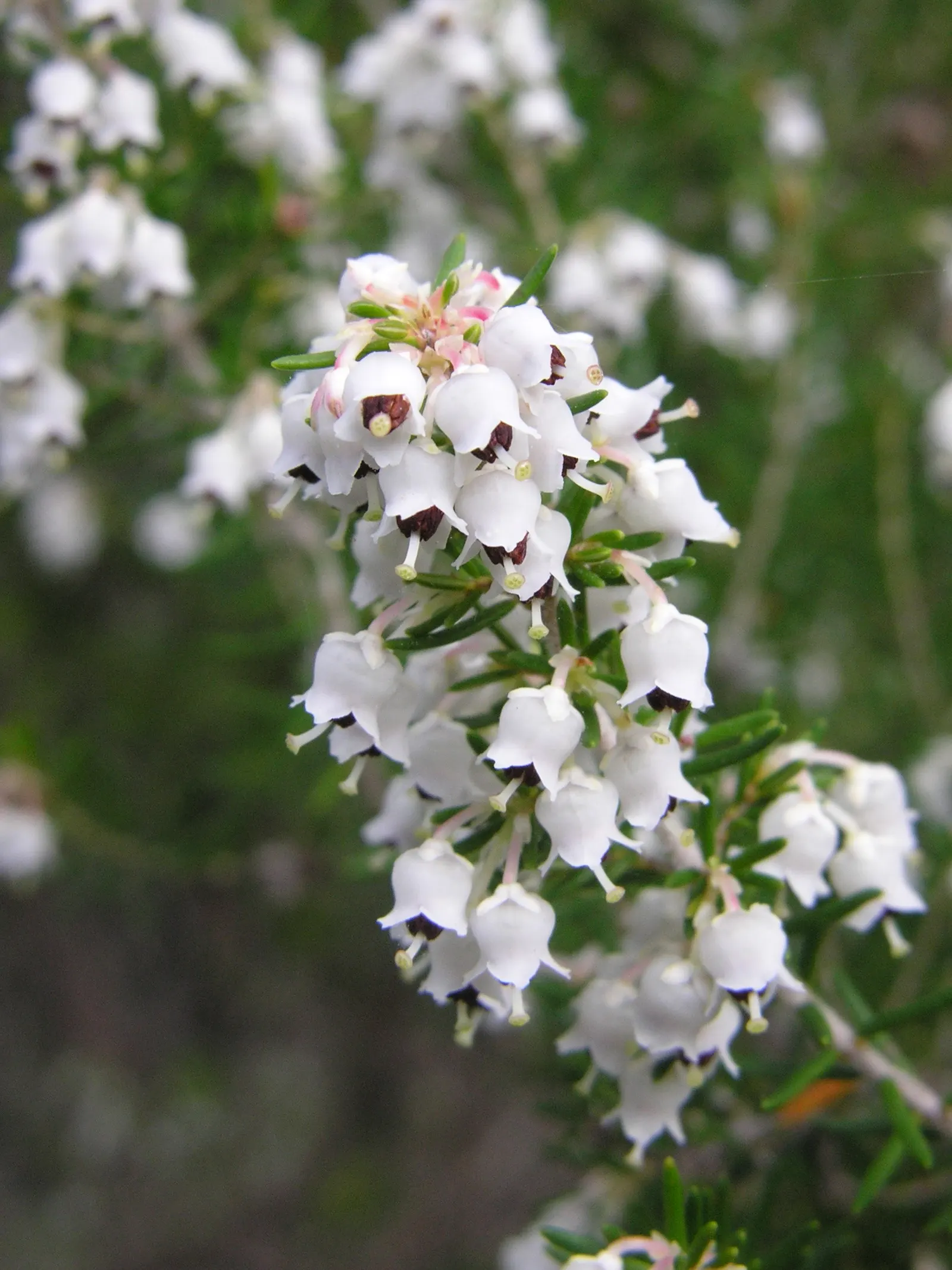 Tree Heath (Erica Arborea) — acidic soils and favors a site with full sun to partial shade; white flowers measuring around 0.12 inches across