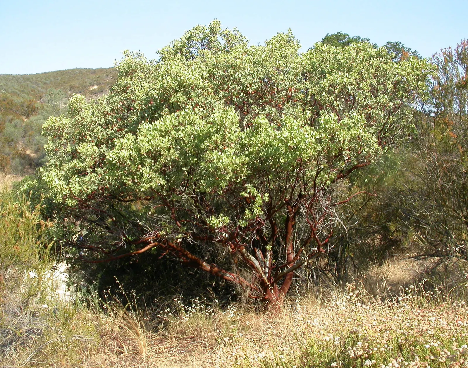 Tree Heath (Erica Arborea) — broadleaf evergreen / shrub / tree for full or half; erica arborea serves as an exceptional specimen or hedge plant that will