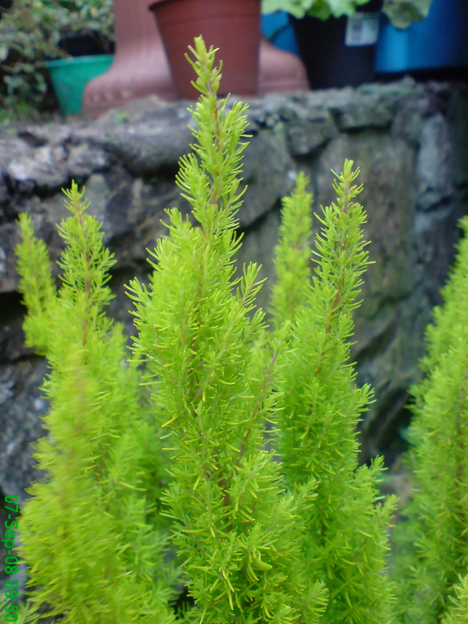 Tree Heath (Erica Arborea) — with some specimens soaring up to 20 feet under ideal conditions