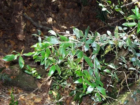 Tree Heath (Erica Arborea) — preferring well-drained acidic soil; acidic soils and favors a site with full sun to partial shade