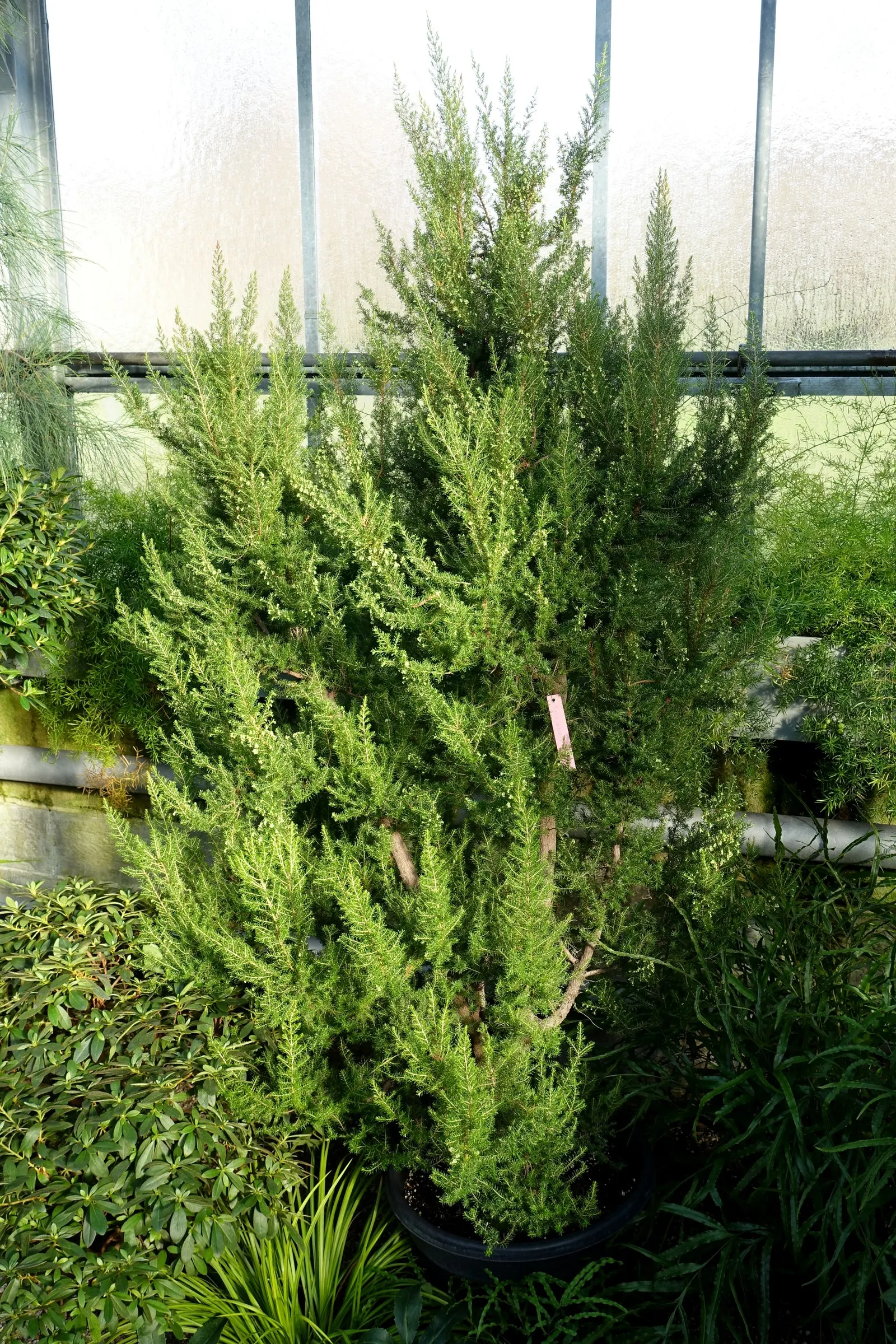 Tree Heath (Erica Arborea) — To achieve optimal growth and flowering; typically reaches heights of 6 to 10 feet