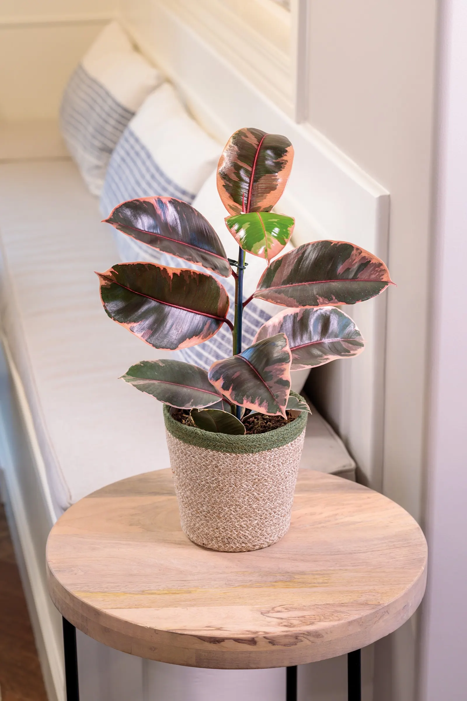 'Belize' Rubber Plant (Ficus elastica) — This Proven Winners® rubber plant can mature to 4-10 feet tall indoors, making it a vivid container thriller