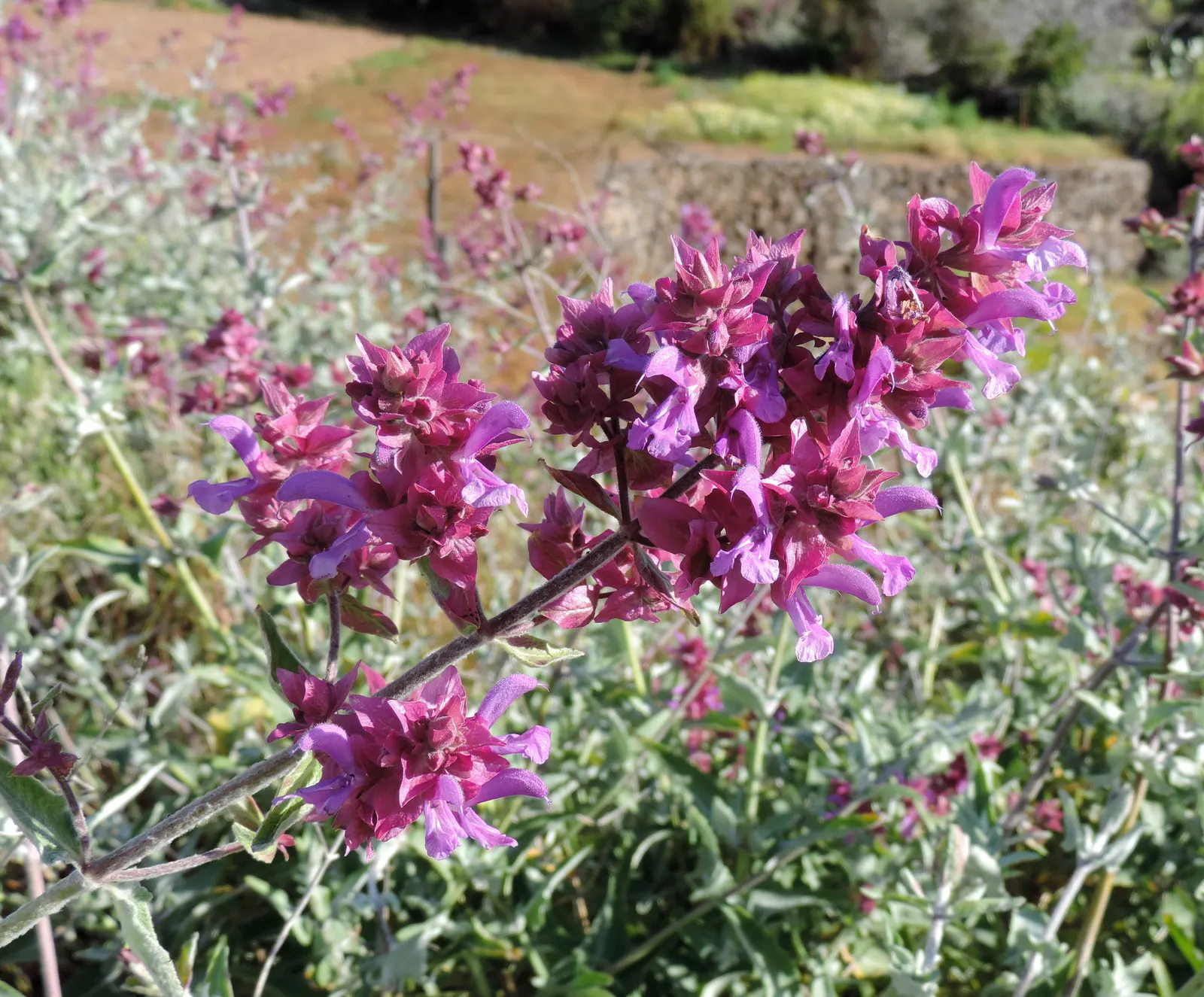 Canary Island Sage (Salvia Canariensis) — lavender flowers in the garden