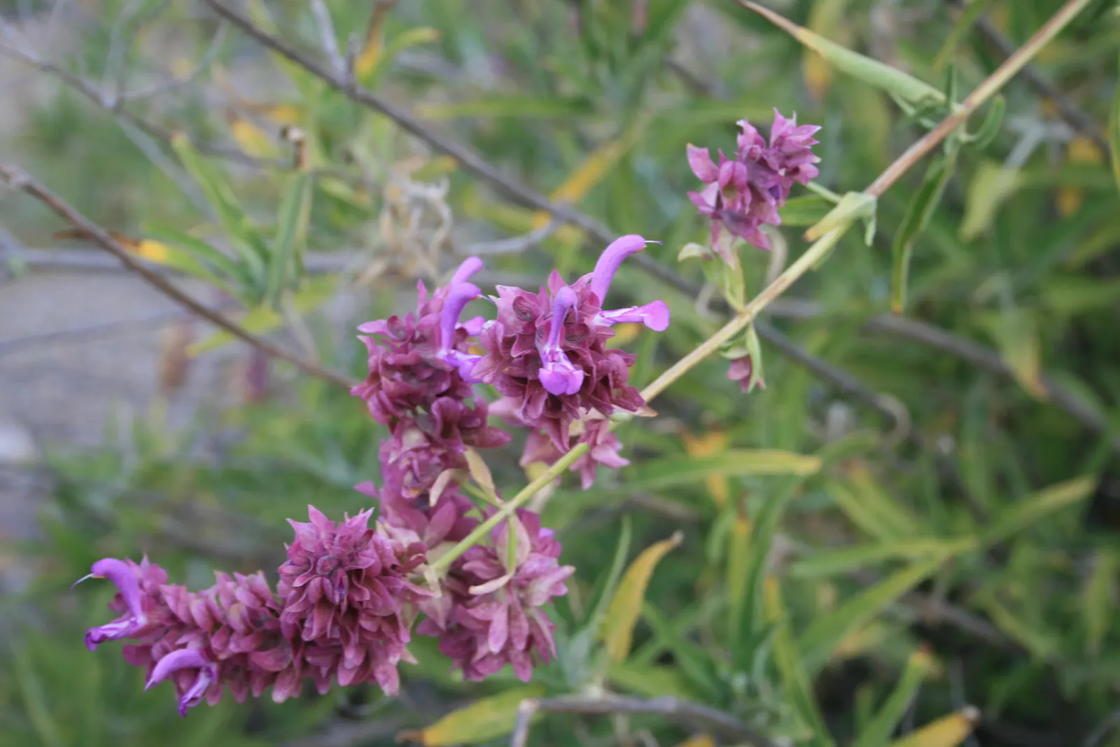 Canary Island Sage (Salvia Canariensis) — As a landscape architect assistant