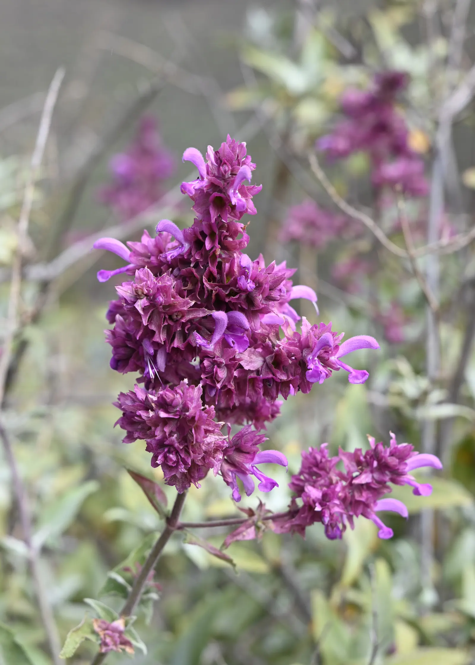 Canary Island Sage (Salvia Canariensis) — Its aromatic, heart-shaped, and serrated leaves add textural contrast, image 25