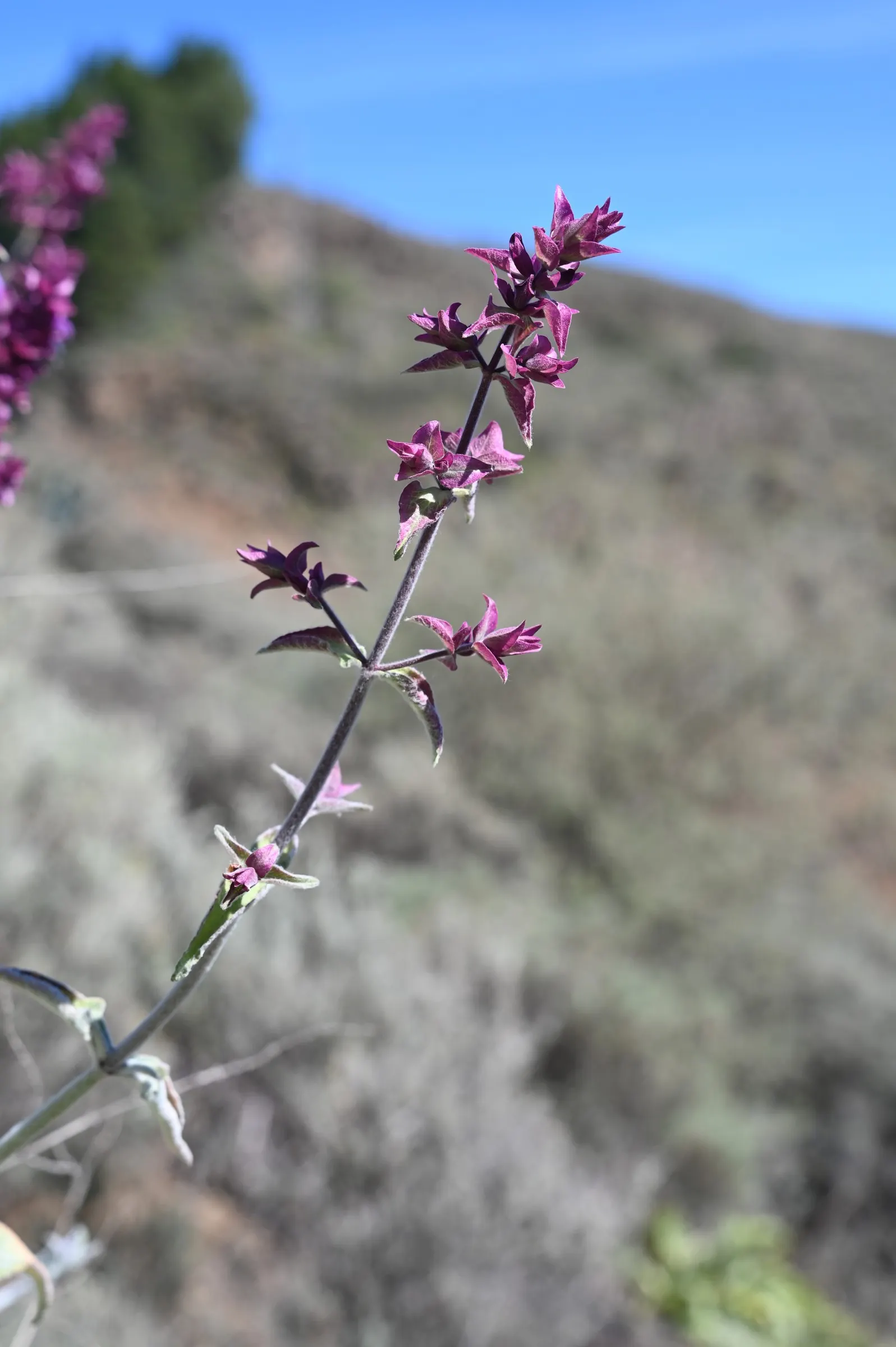 Canary Island Sage (Salvia Canariensis) — and its flower spikes can attract hummingbirds and pollinators