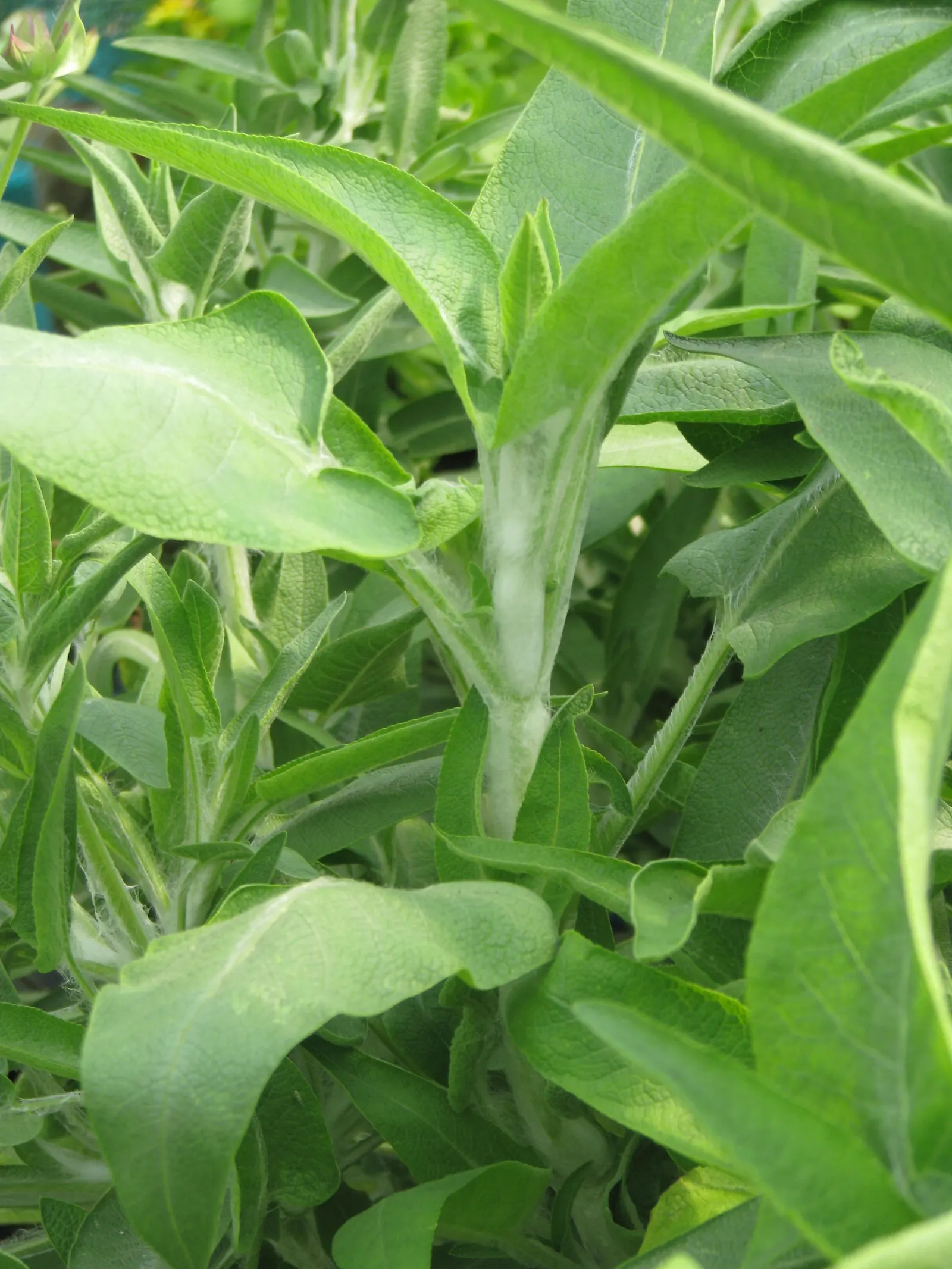 Canary Island Sage (Salvia Canariensis) — Canary Island Sage (Salvia canariensis) is a vigorous perennial boasting dense; its aromatic, heart-shaped, and