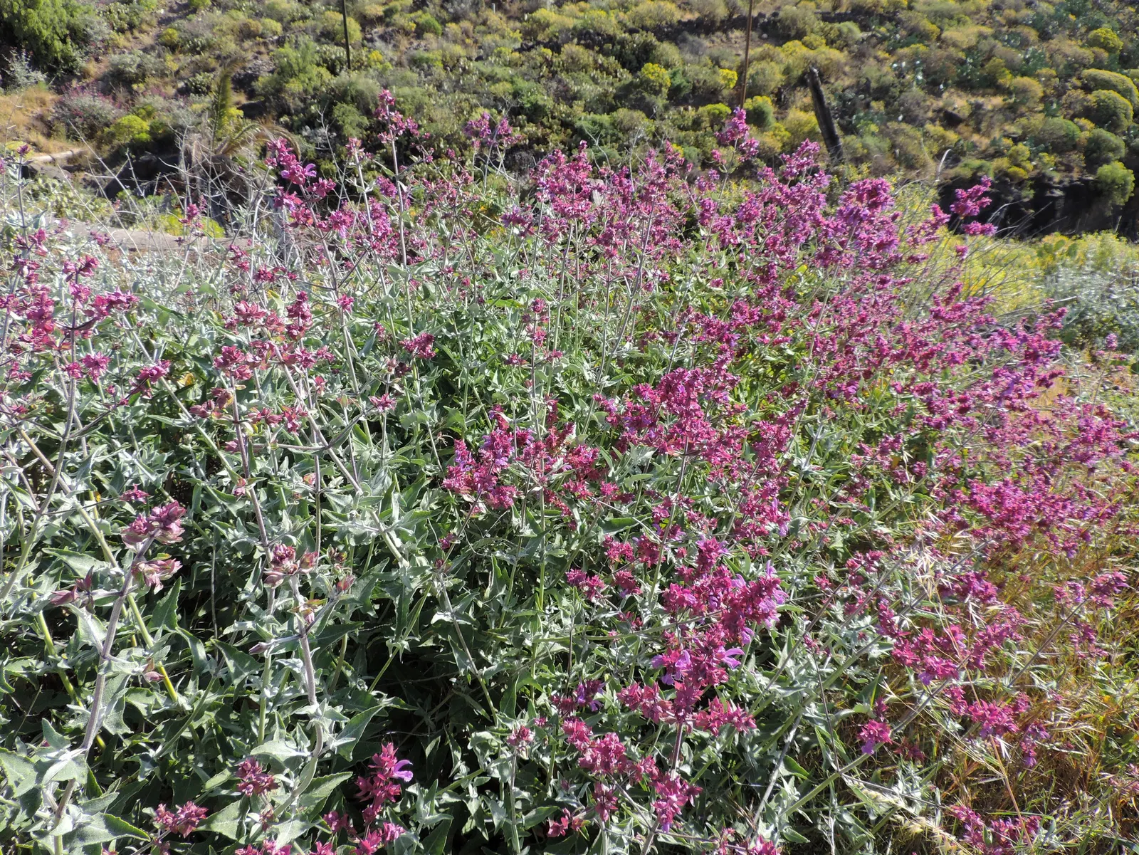 Canary Island Sage (Salvia Canariensis) — perennial / shrub for full or half