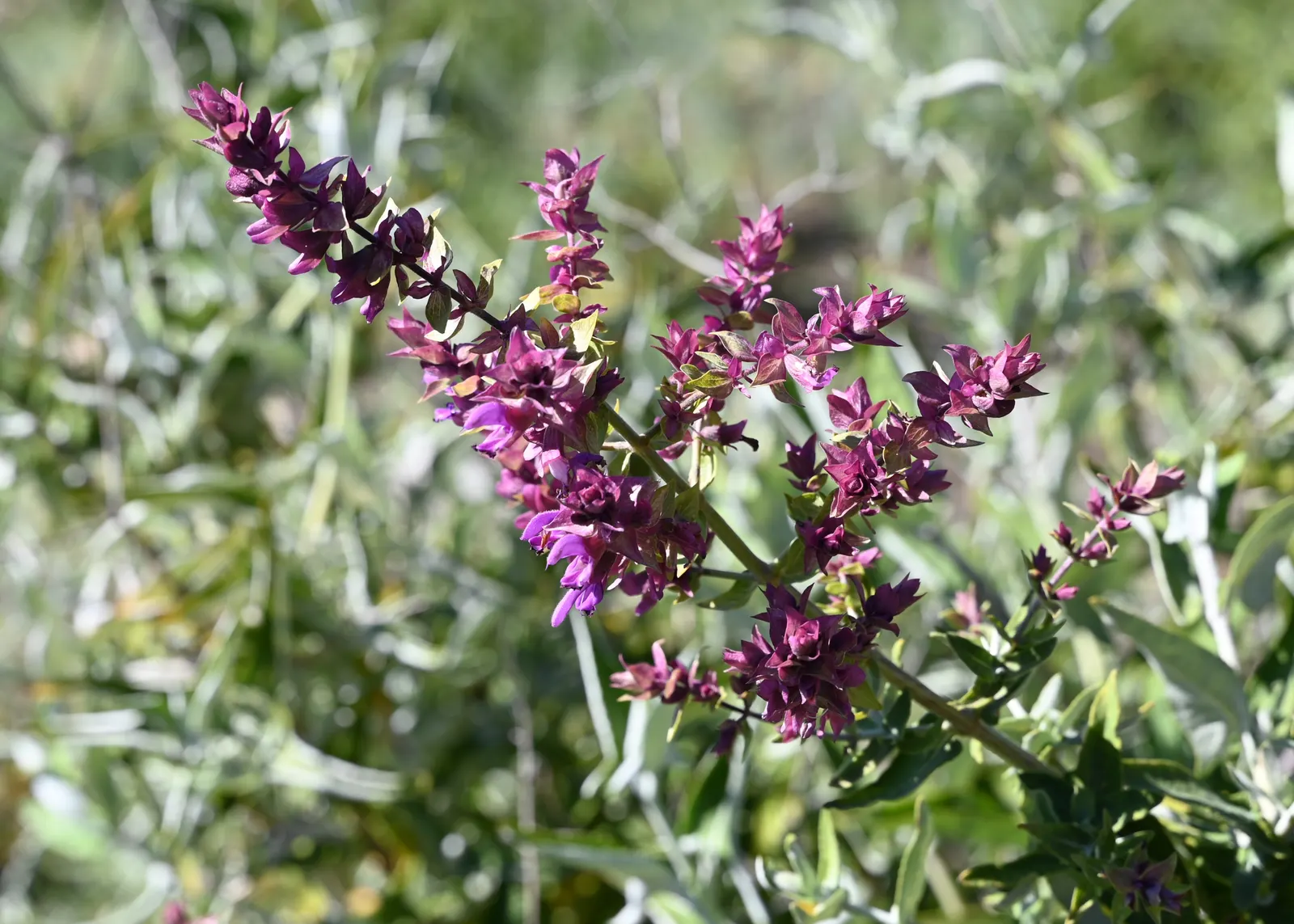 Canary Island Sage (Salvia Canariensis) — cone-shaped spikes of magenta-purple flowers; its elongated leaves can reach lengths of up to 6 inches and have a