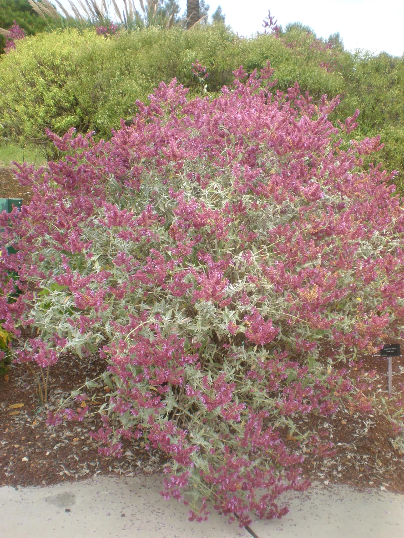 Canary Island Sage (Salvia Canariensis) — reducing the need for frequent irrigation