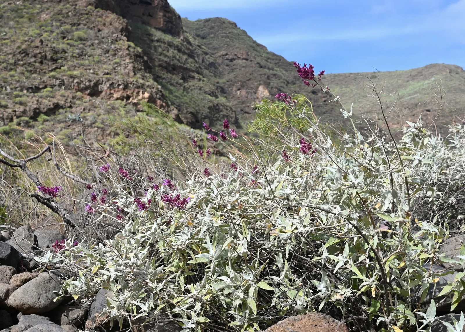 Canary Island Sage (Salvia Canariensis) — perennial / shrub with lavender blooms