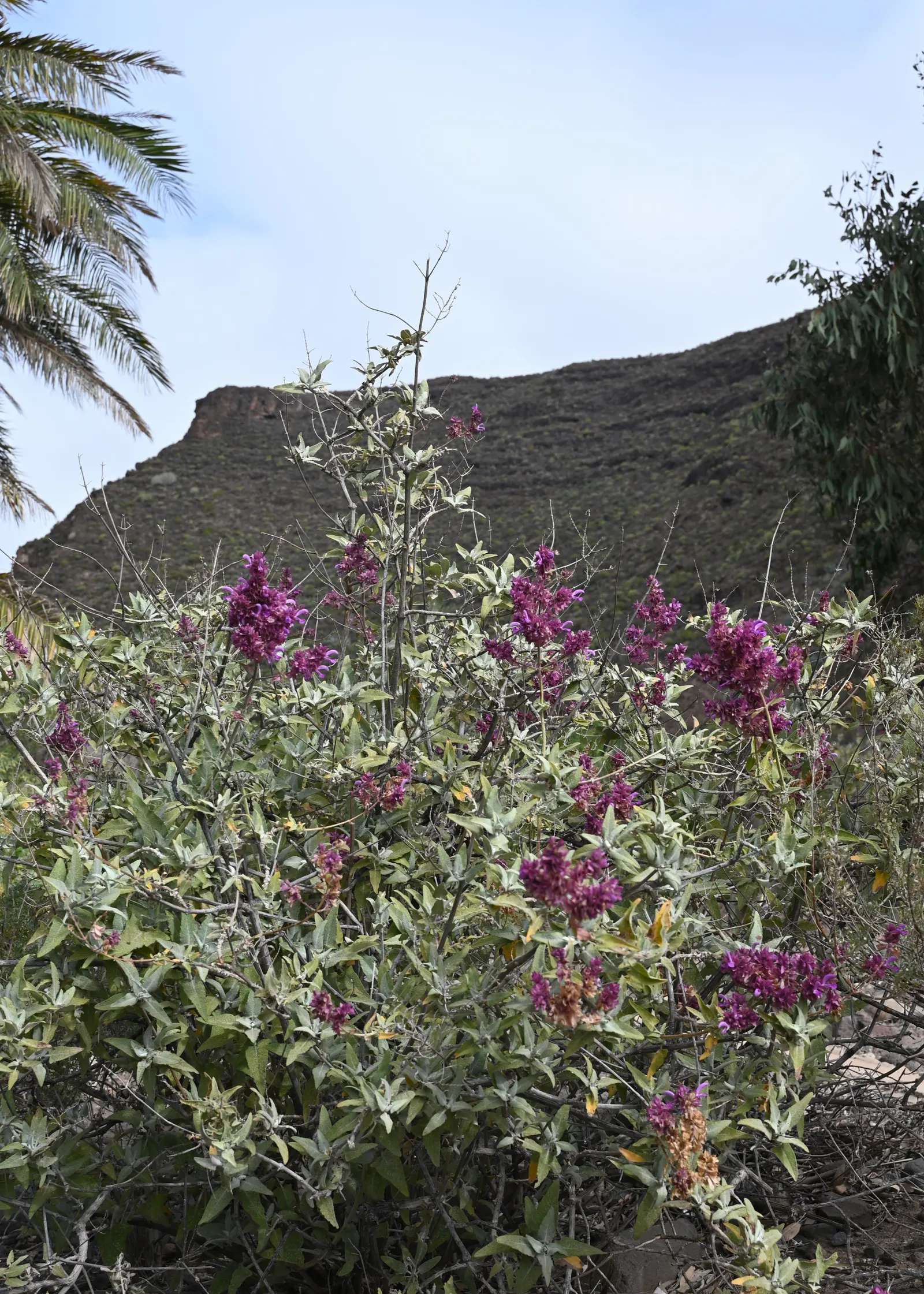 Canary Island Sage (Salvia Canariensis) — Canary Island Sage (Salvia canariensis) is a vigorous perennial boasting dense