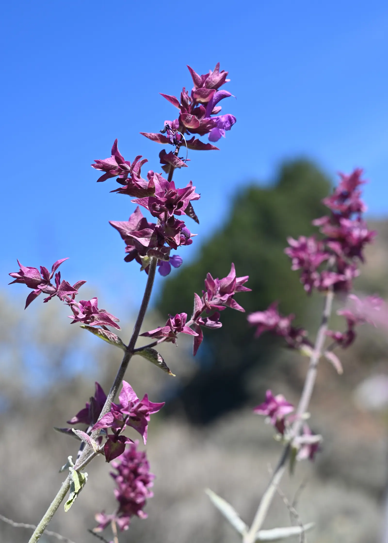 Canary Island Sage (Salvia Canariensis) — is a vibrant and lush perennial that is native to the Canary Islands; its elongated leaves can reach lengths of up to