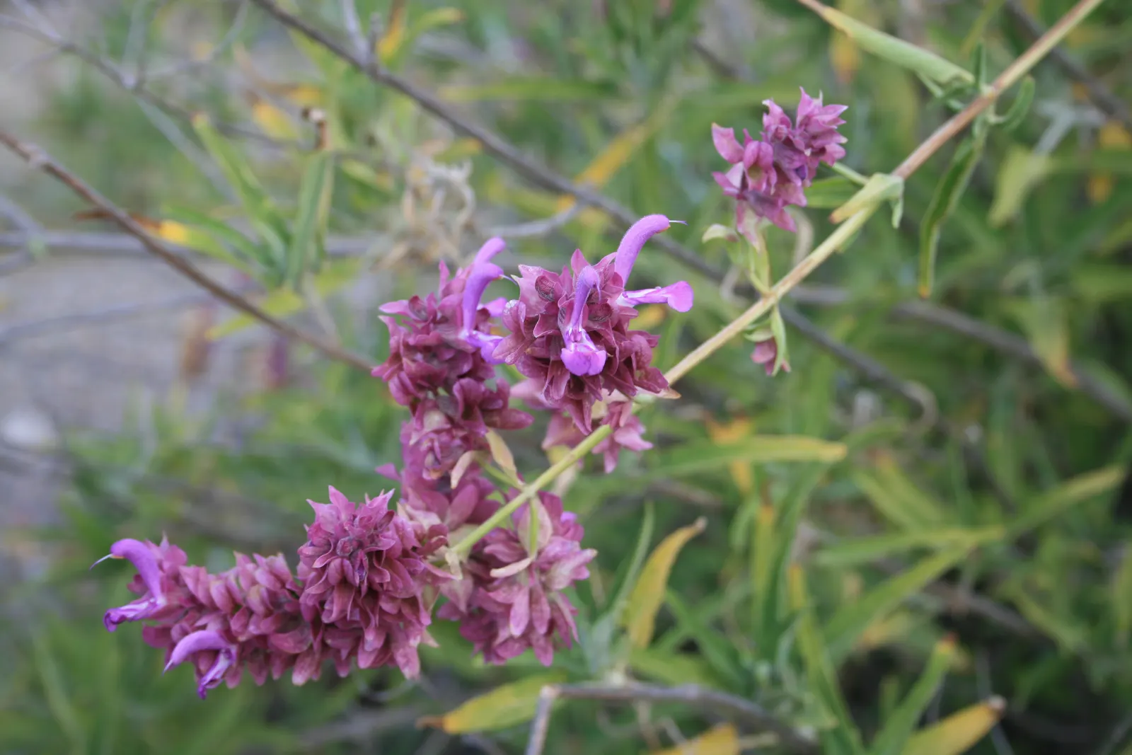 Canary Island Sage (Salvia Canariensis) — Ideal for Mediterranean-style gardens, it thrives in full sun, requiring well-drained soil
