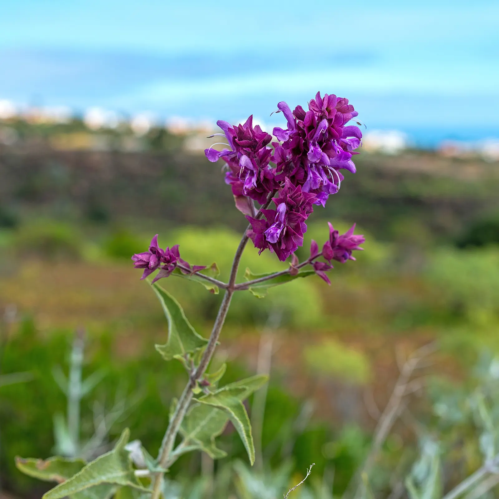 Canary Island Sage (Salvia Canariensis) — Hardy to USDA Zone 8-11, it blooms from late spring to fall