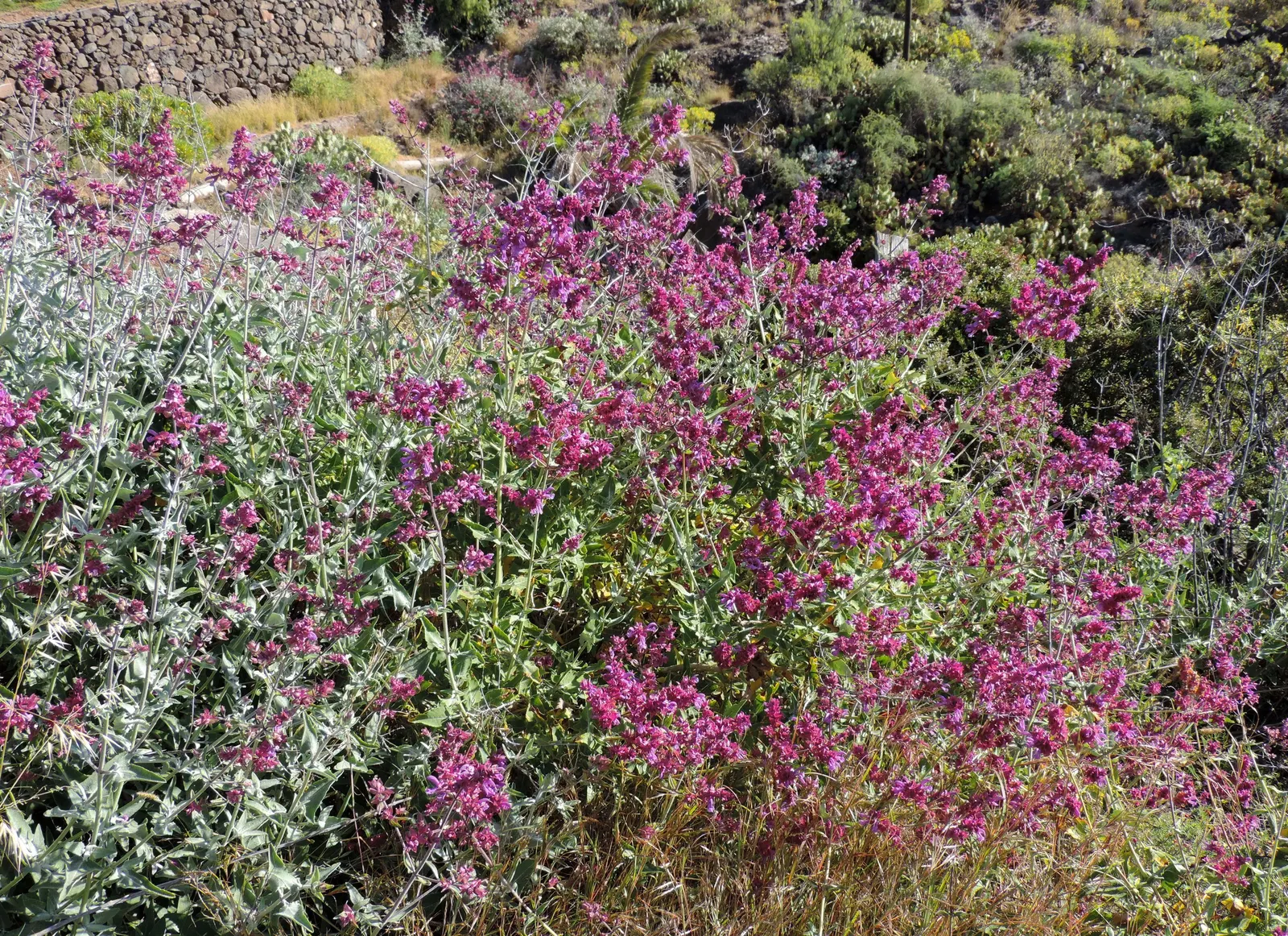 Canary Island Sage (Salvia Canariensis) — Salvia canariensis blooms from late spring to early fall