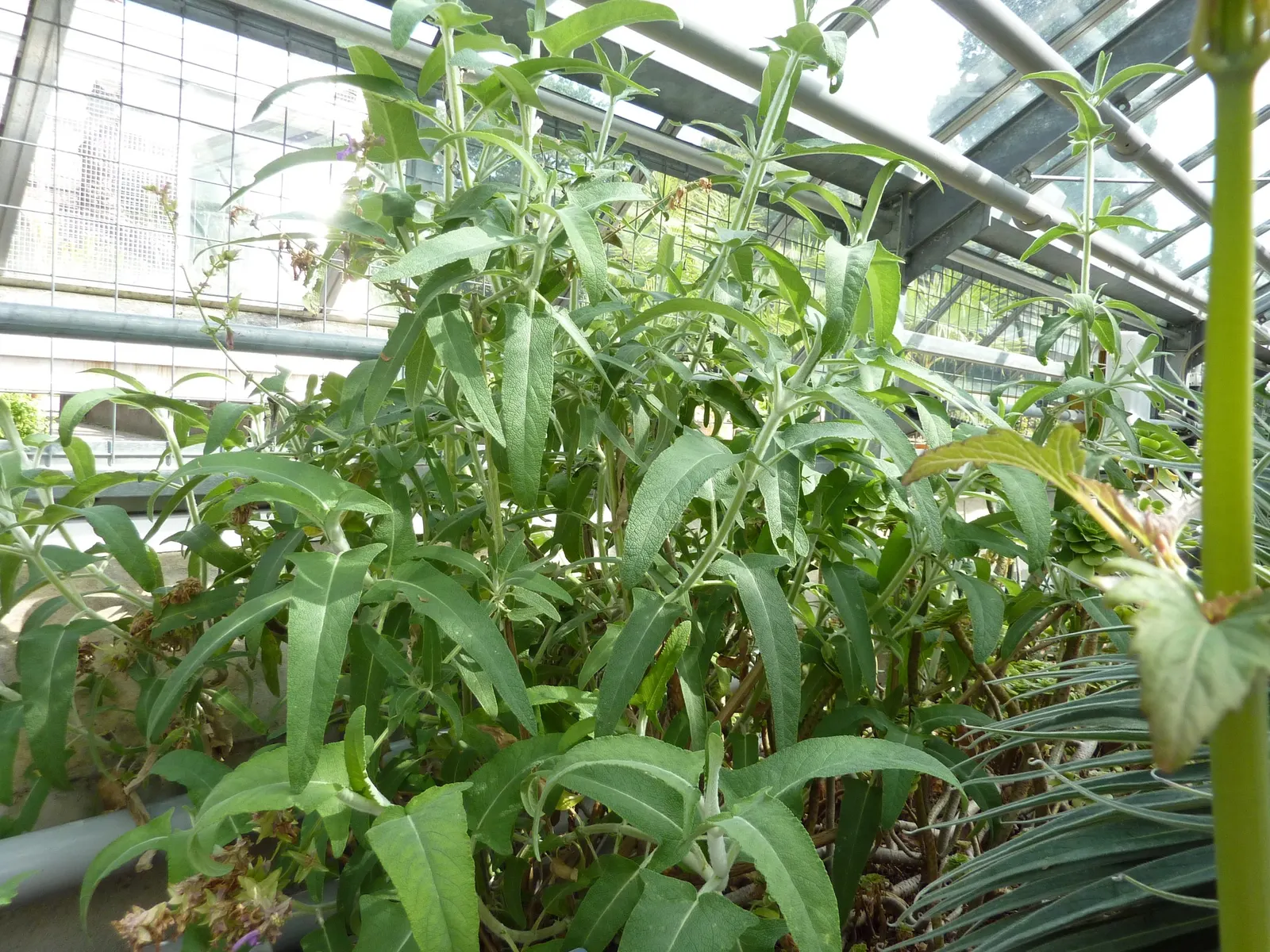 Canary Island Sage (Salvia Canariensis) — Its aromatic, heart-shaped, and serrated leaves add textural contrast