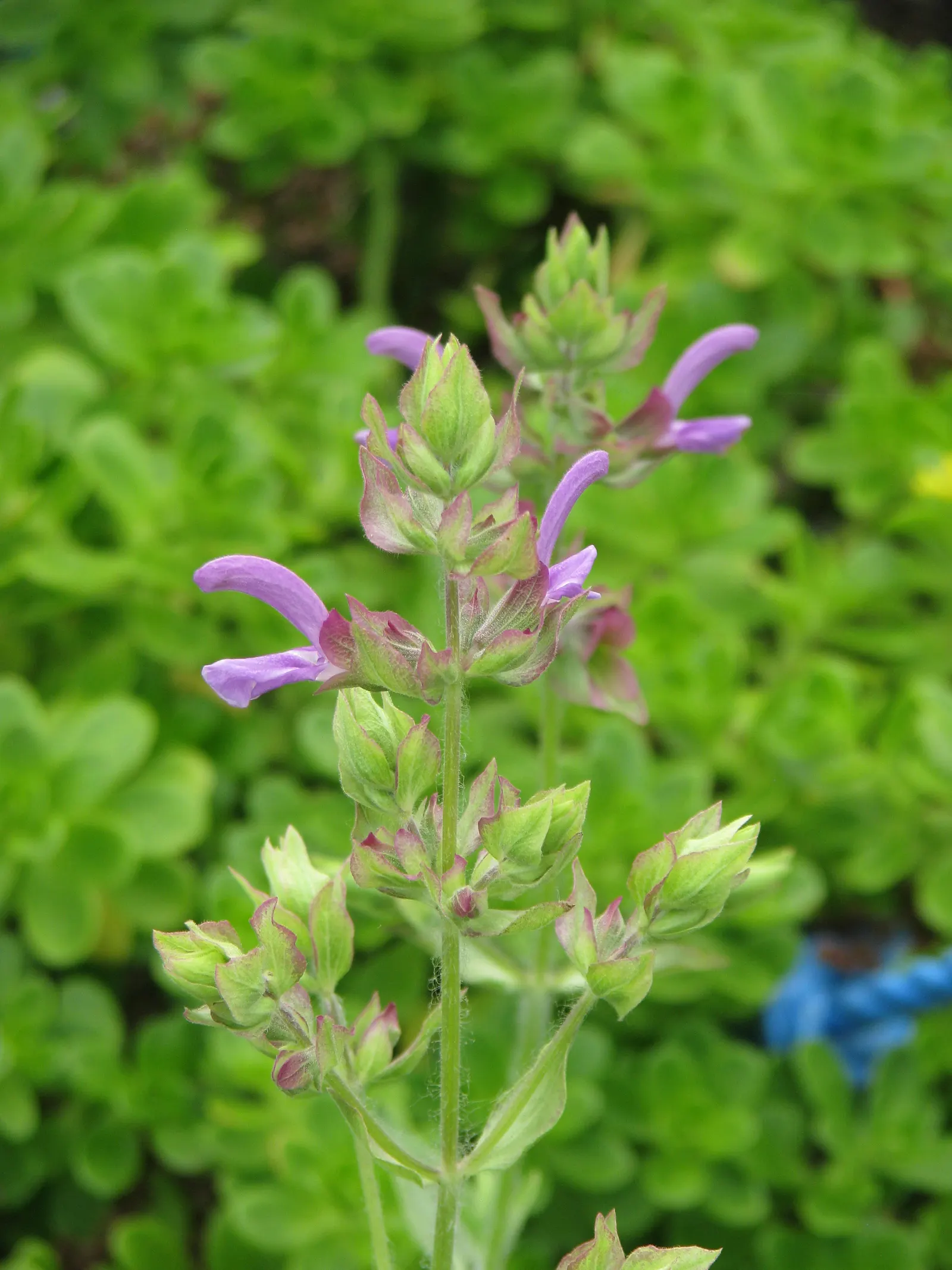 Canary Island Sage (Salvia Canariensis) — commonly known as Canary Island Sage; its aromatic, heart-shaped, and serrated leaves add textural contrast