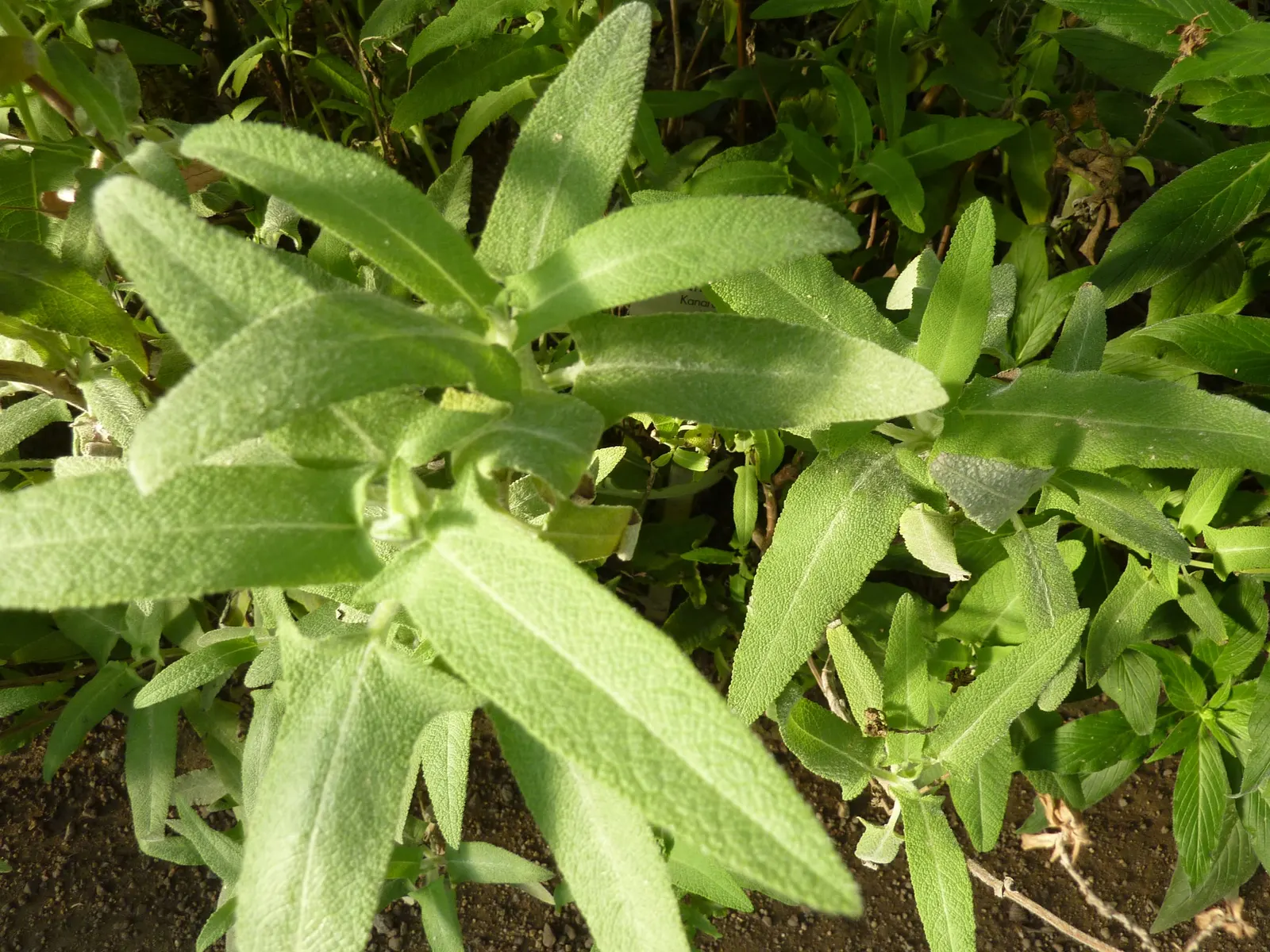 Canary Island Sage (Salvia Canariensis) — Hardy to USDA Zone 8-11, it blooms from late spring to fall; and its flower spikes can attract hummingbirds and