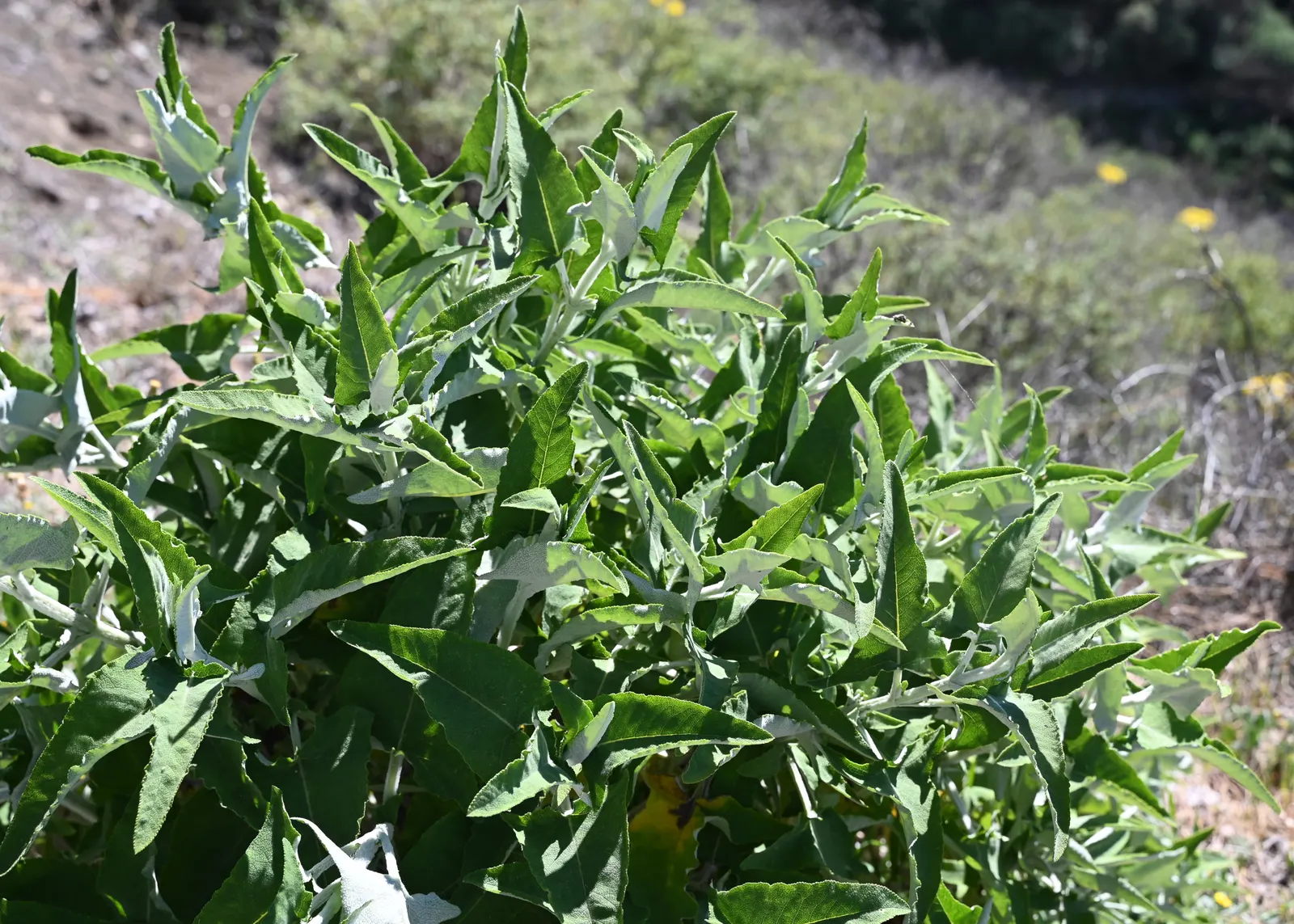 Canary Island Sage (Salvia Canariensis) — Ideal for Mediterranean-style gardens, it thrives in full sun, requiring well-drained soil; its elongated leaves can