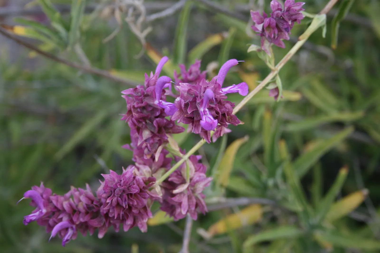 Canary Island Sage (Salvia Canariensis) — commonly known as Canary Island Sage