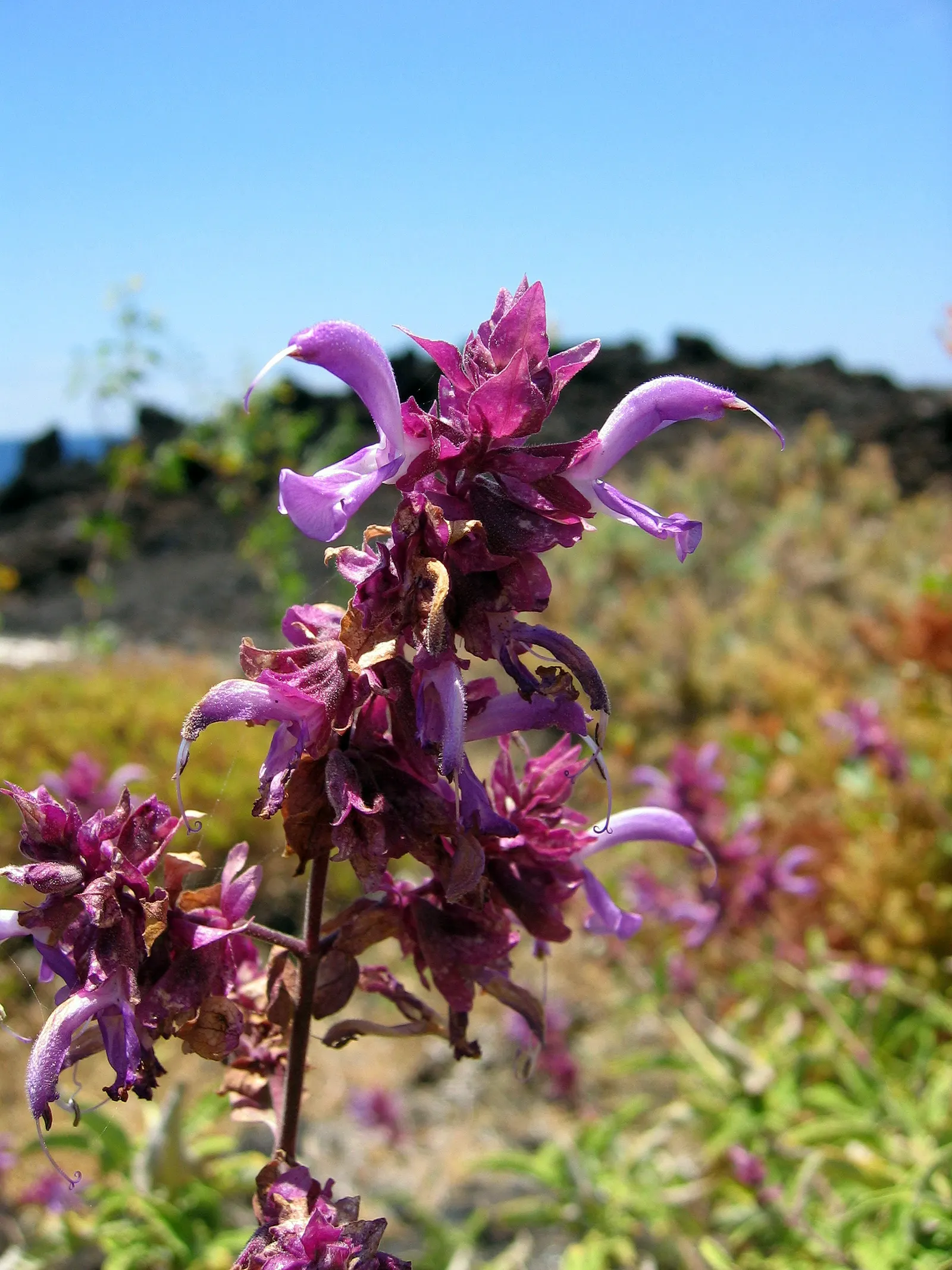 Canary Island Sage (Salvia Canariensis) — providing a long-lasting display of color