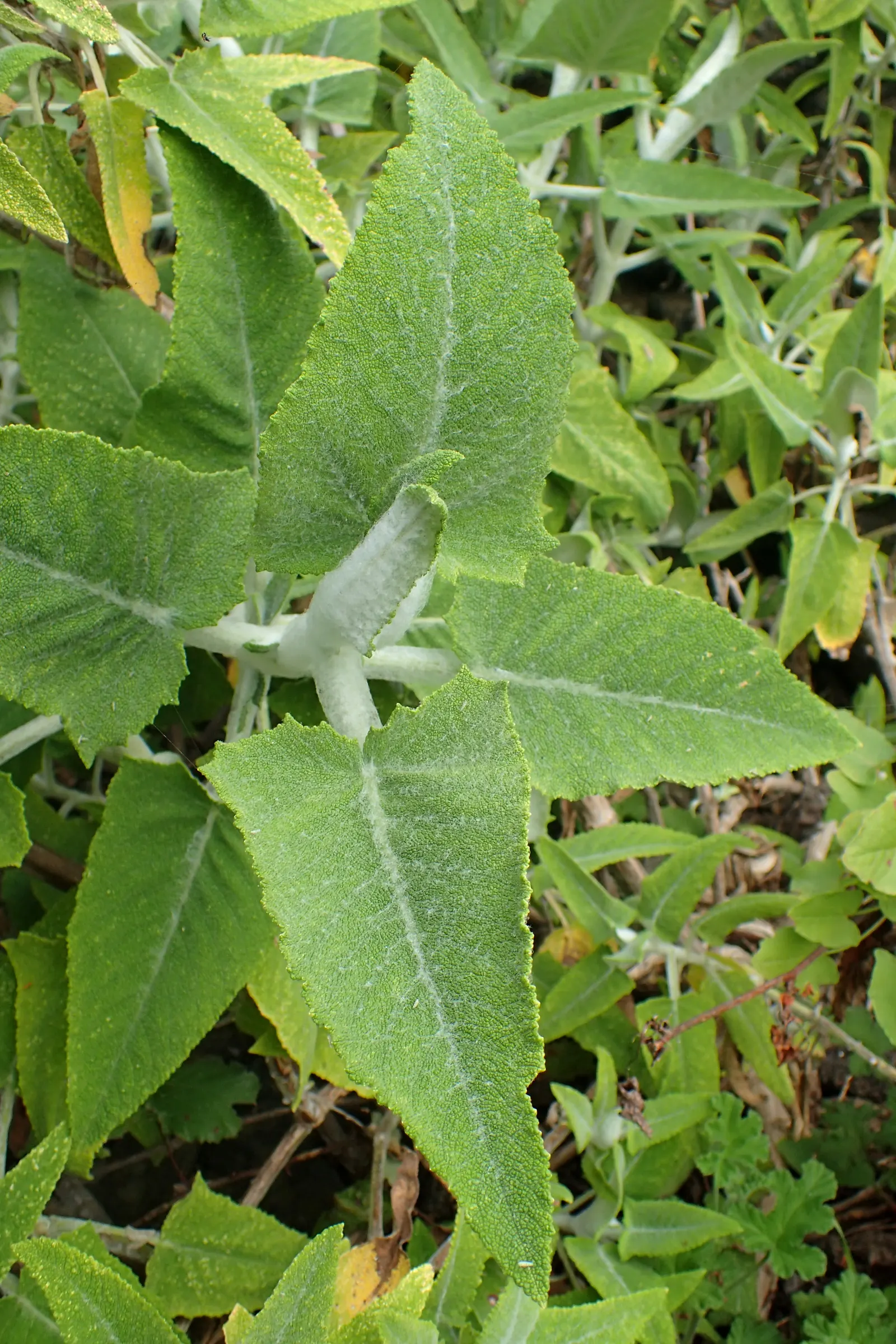Canary Island Sage (Salvia Canariensis) — focusing on deadheading to encourage continuous blooms and occasional shaping to maintain its appearance