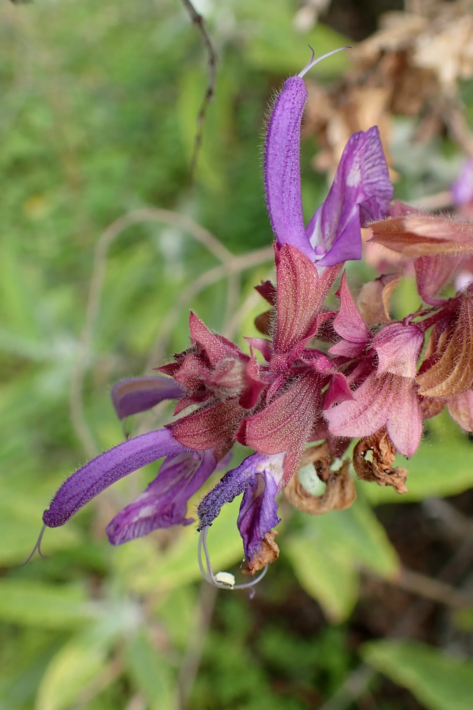 Canary Island Sage (Salvia Canariensis) — Native to the Canary Islands, this robust plant reaches 6-8 feet in height with an equal spread