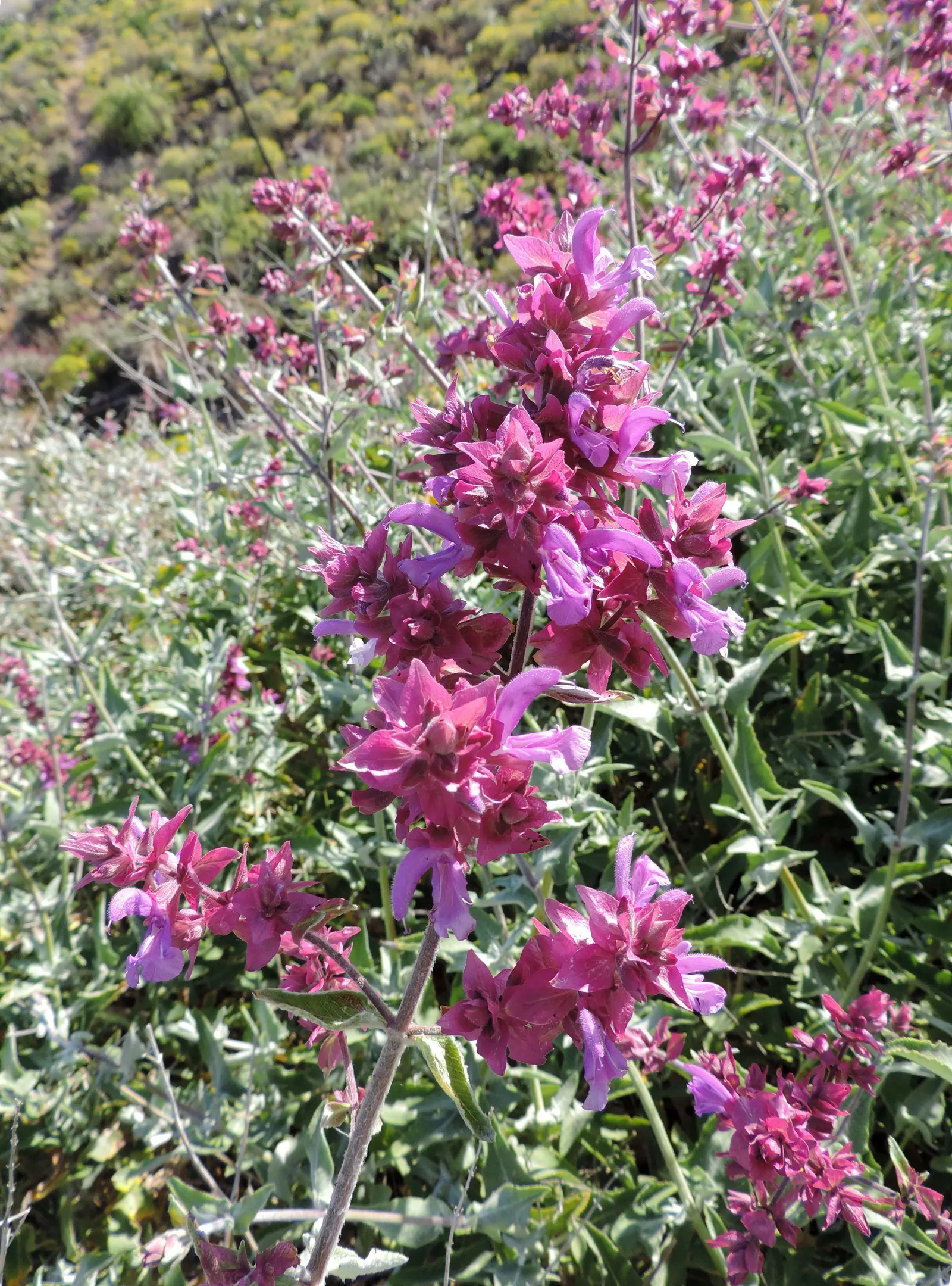 Canary Island Sage (Salvia Canariensis) — which can be a nice contrast against darker foliage in your landscape
