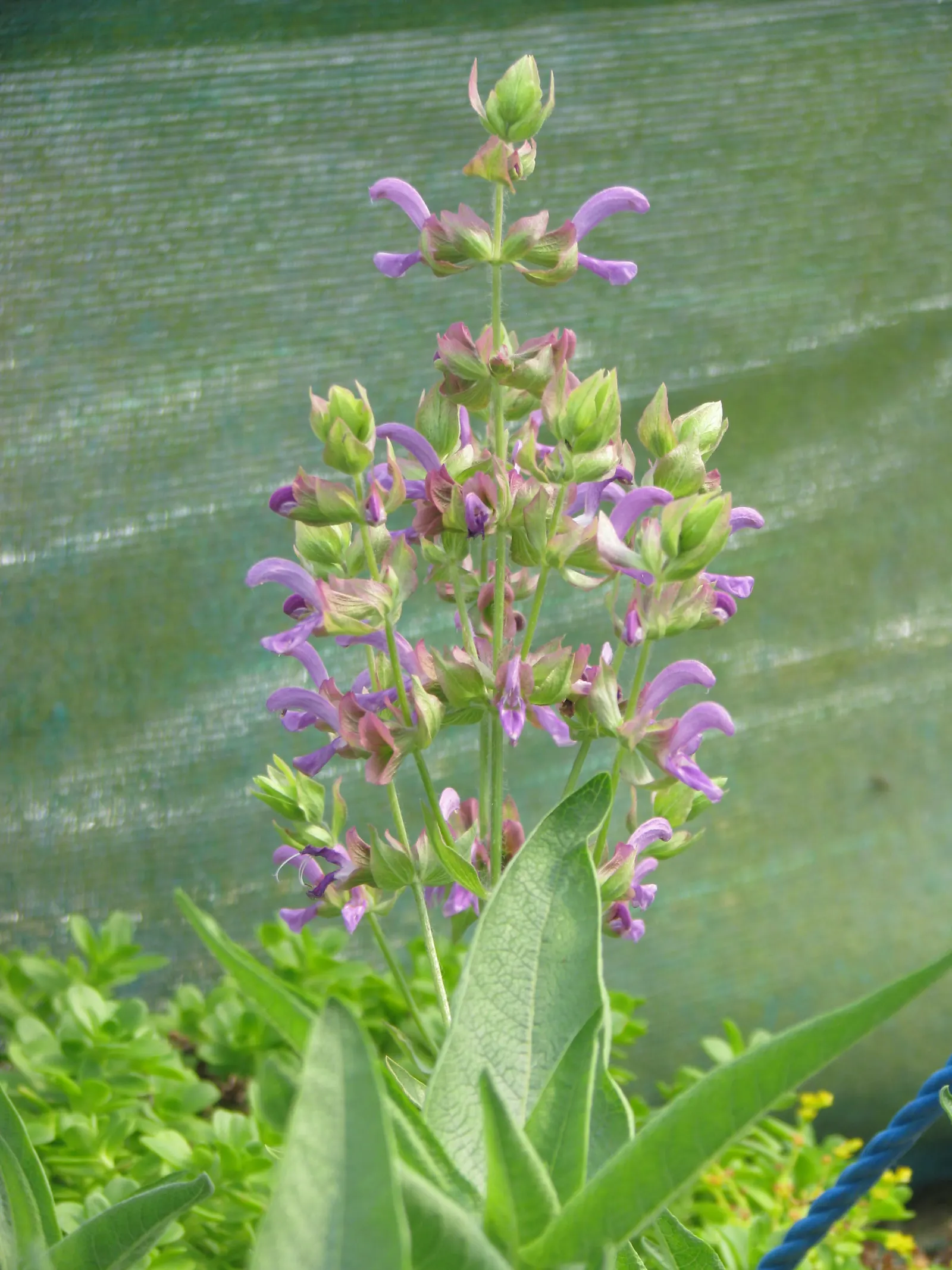 Canary Island Sage (Salvia Canariensis) — Native to the Canary Islands, this robust plant reaches 6-8 feet in height with an equal spread; and its flower