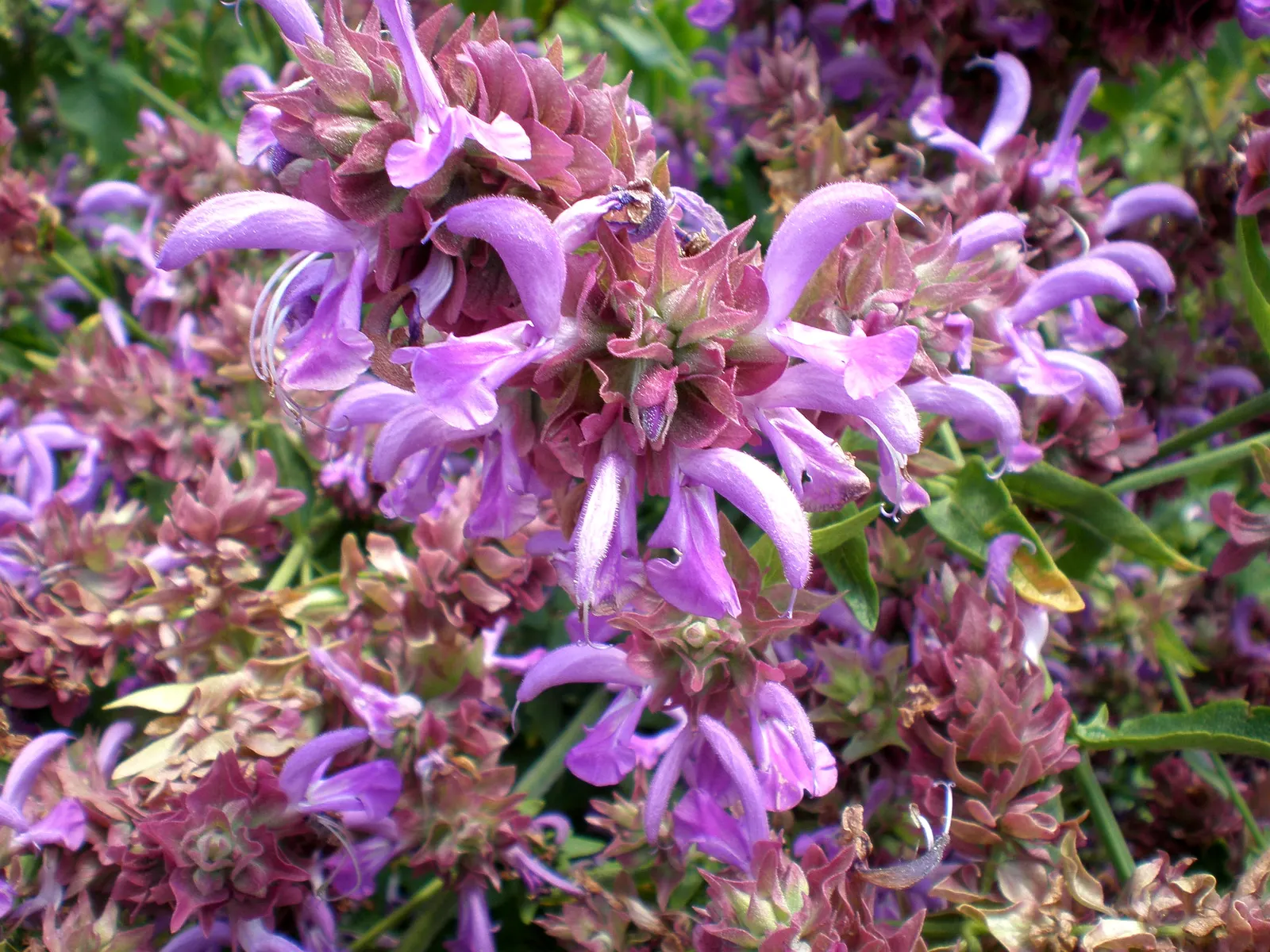 Canary Island Sage (Salvia Canariensis) — Its elongated leaves can reach lengths of up to 6 inches and have a notable silvery-green hue