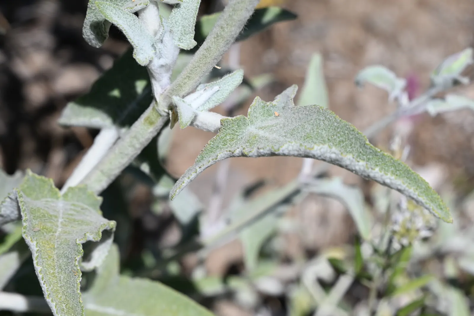 Canary Island Sage (Salvia Canariensis) — This plant is drought-tolerant once established
