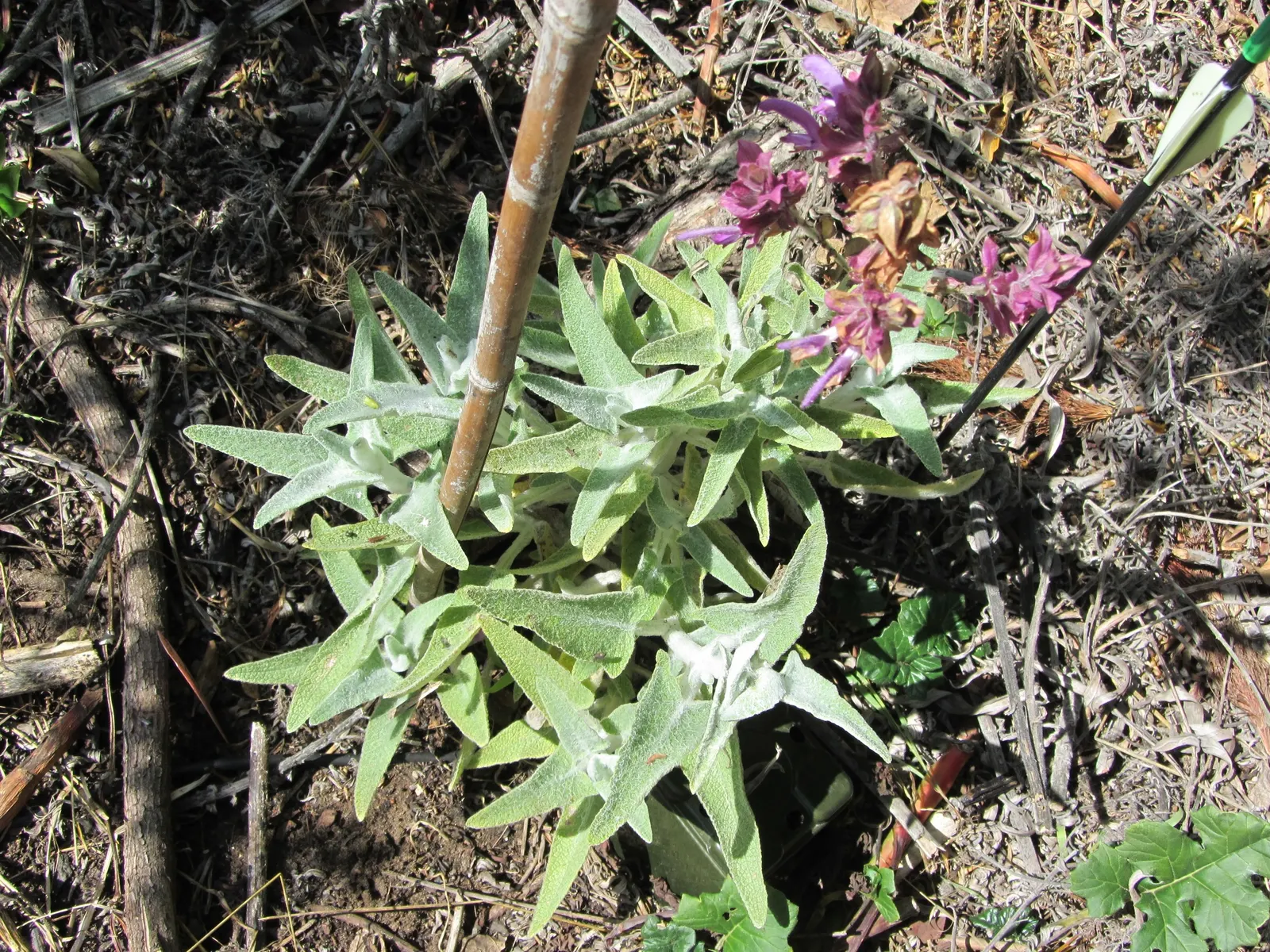 Canary Island Sage (Salvia Canariensis) — this sage demands attention and space to flourish