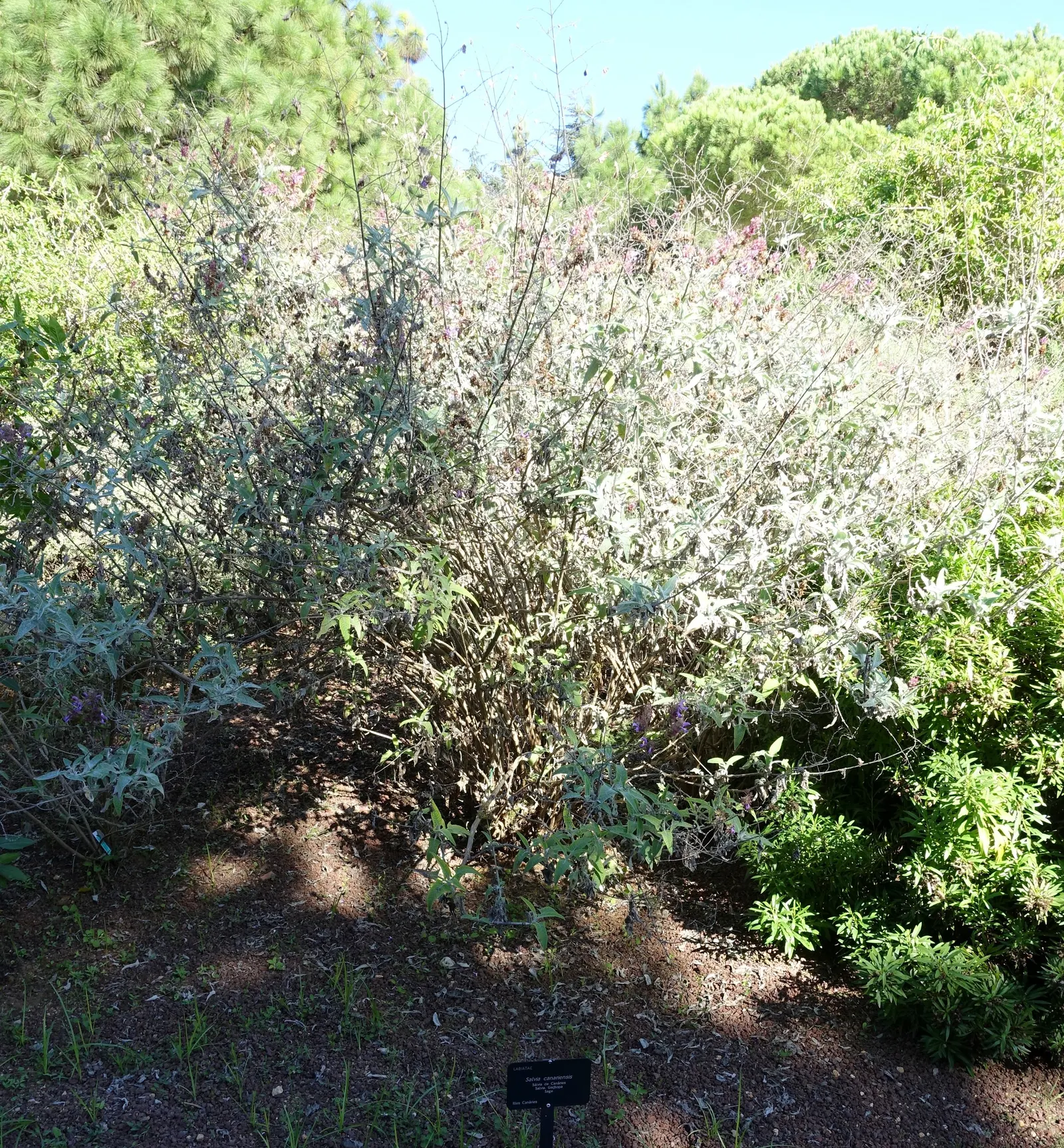 Canary Island Sage (Salvia Canariensis) — is a vibrant and lush perennial that is native to the Canary Islands