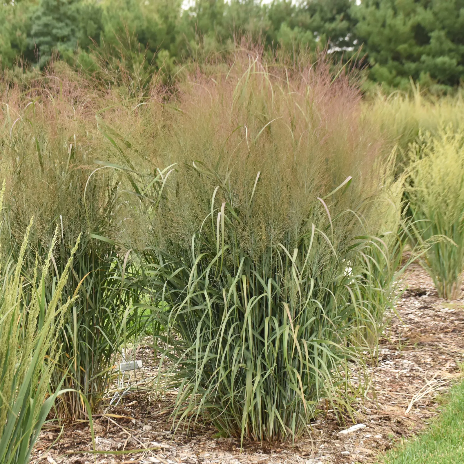 'October Sky' Switch Grass (Panicum virgatum) — It matures at 54-60 inches tall and 24-30 inches wide, forming a sturdy vertical accent