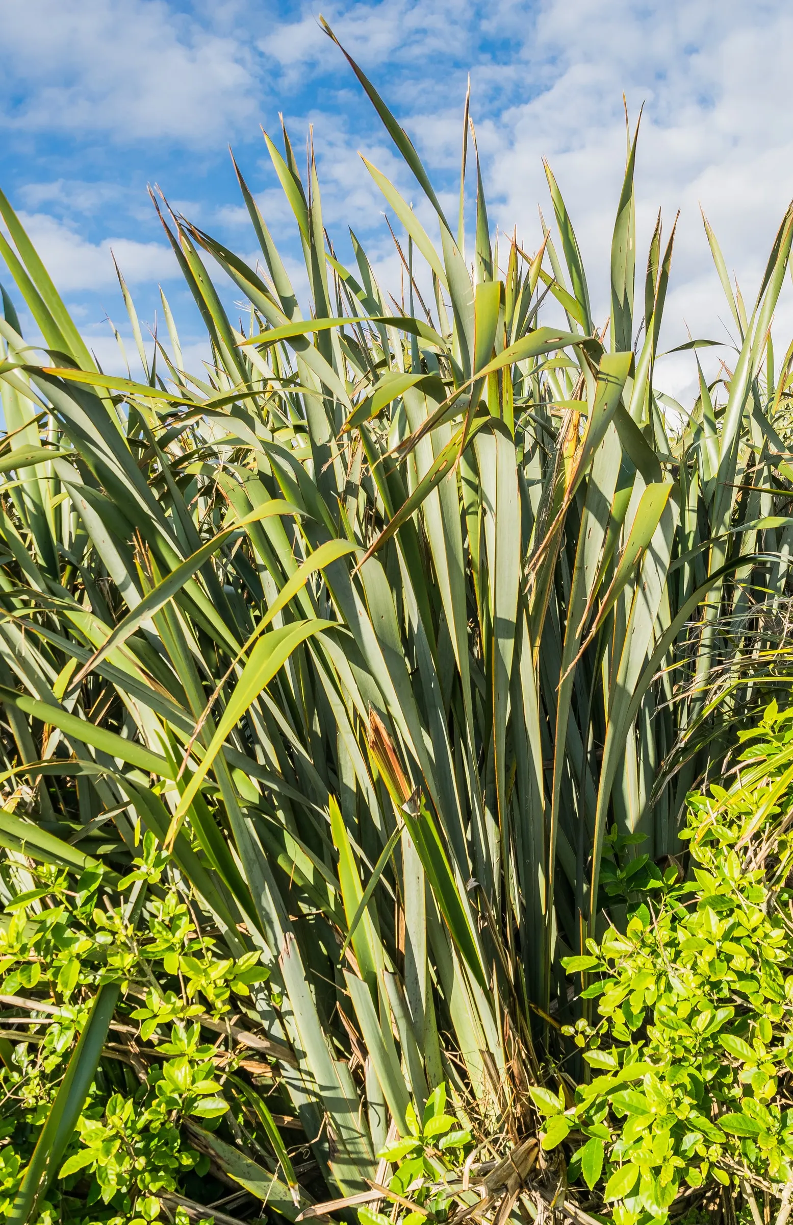 New Zealand Flax (Phormium Tenax) — it shoots up striking flower stalks up to 13 feet