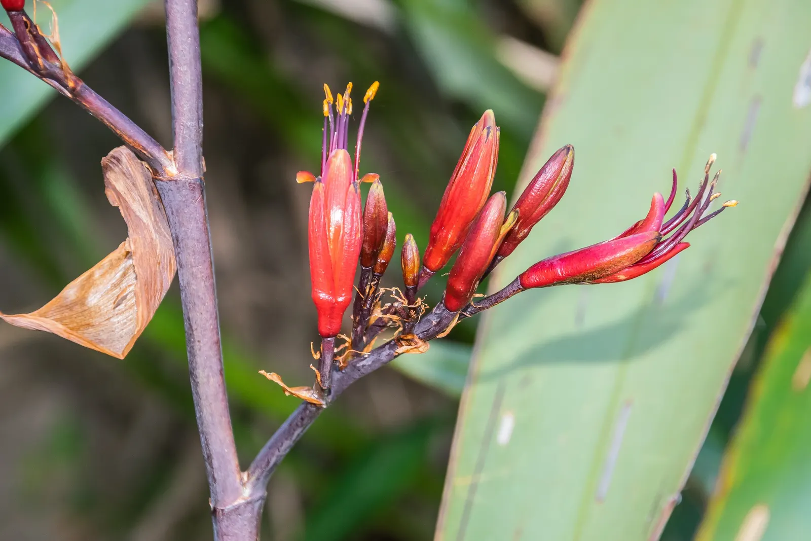 New Zealand Flax (Phormium Tenax) — evergreen leaves reaching up to 10 feet long and 5 inches wide