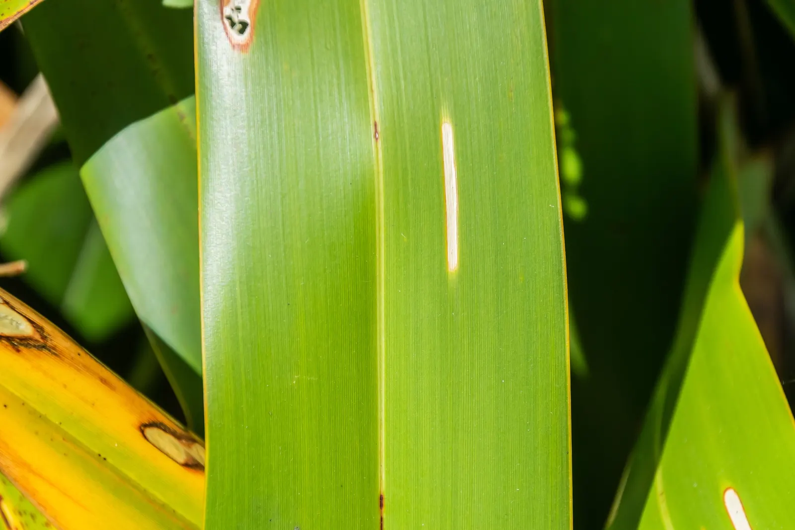New Zealand Flax (Phormium Tenax) — Its dramatic foliage ranges from olive green to bronze