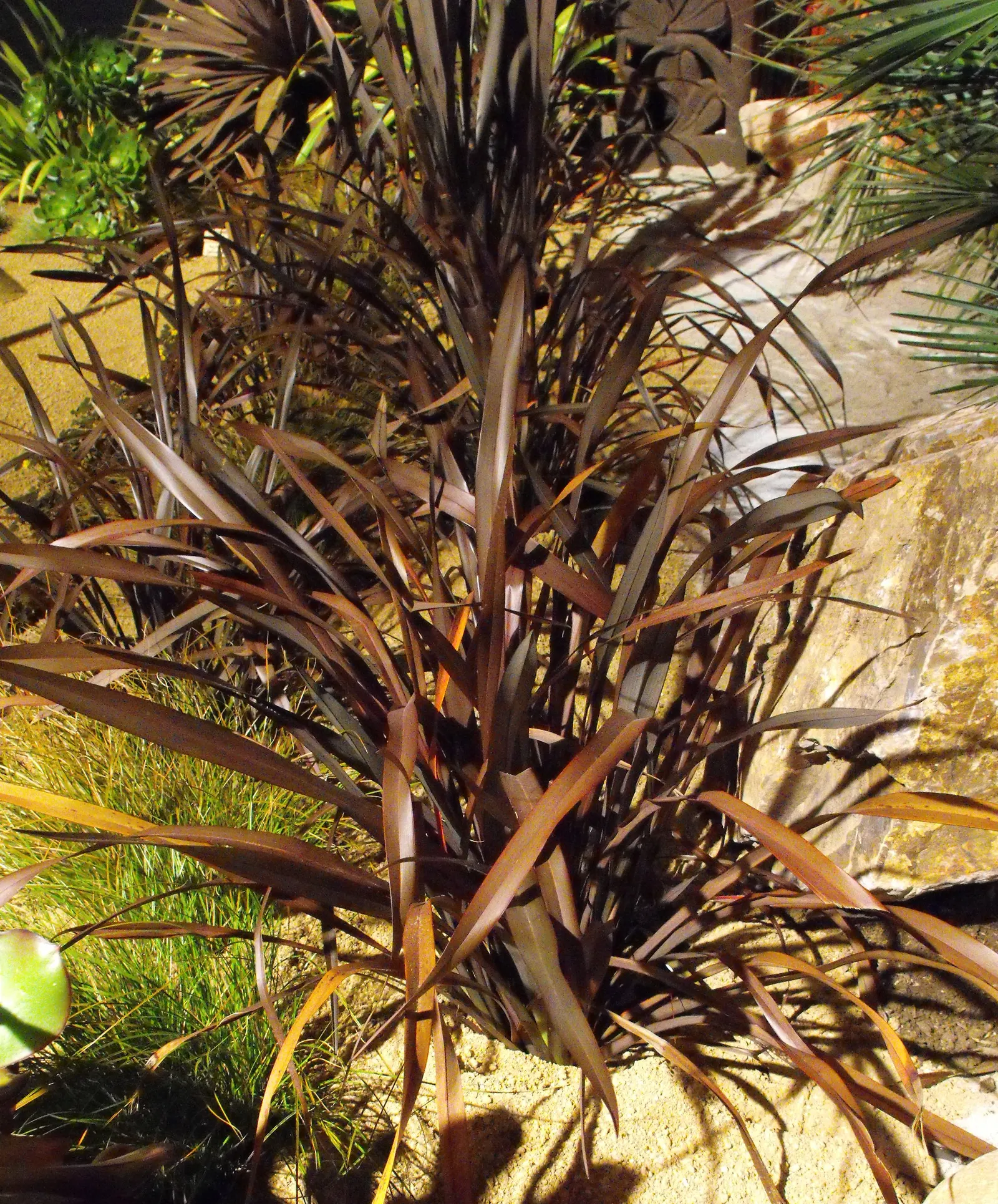 New Zealand Flax (Phormium Tenax) — New Zealand Flax (Phormium tenax) stands out with sword-shaped