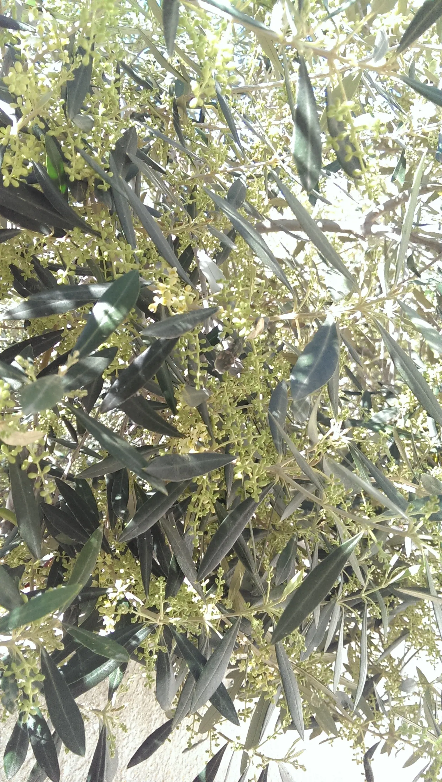 Petite Dwarf Olive (Olea Europaea 'Petite Olive') — is a compact evergreen suited for small spaces and containers