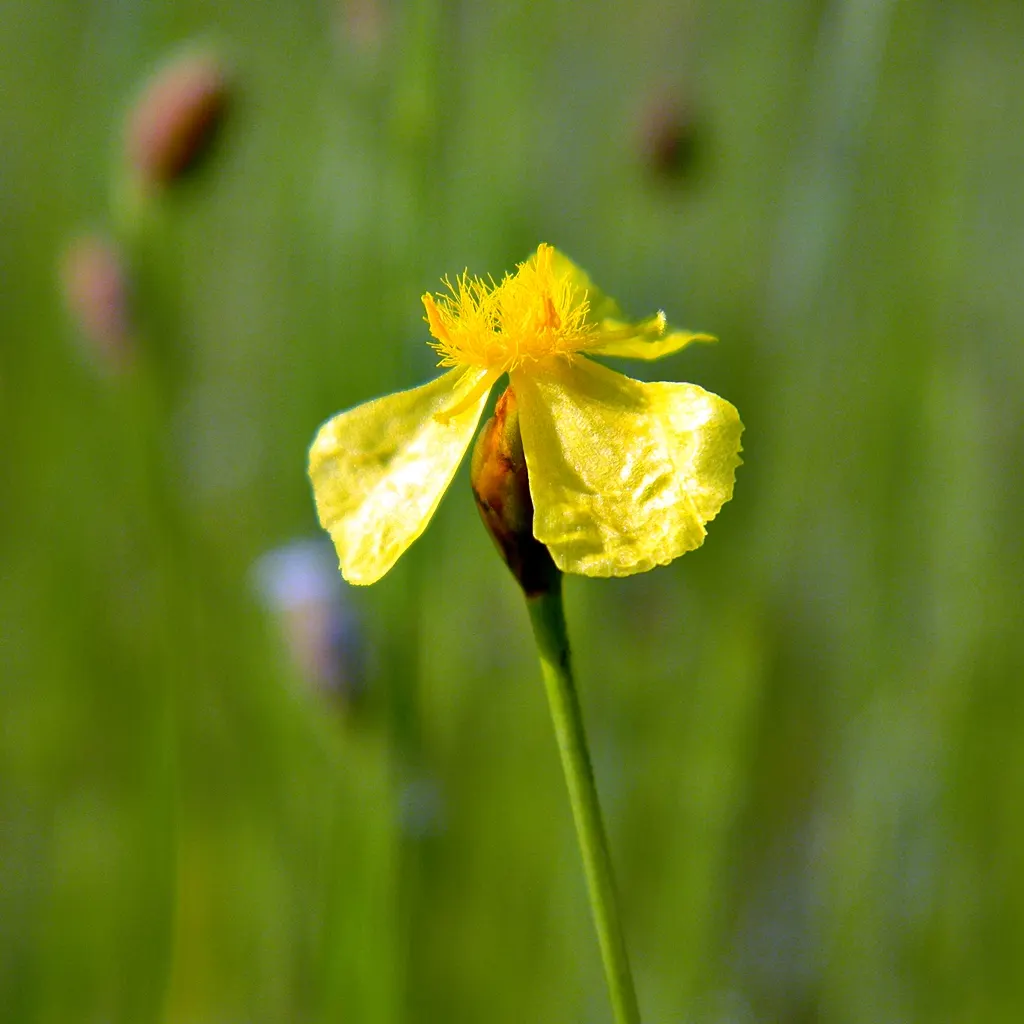 Yellow Eyed Grass (Sisyrinchium Californicum) — Sisyrinchium californicum requires little care once established; nonetheless, consistent moisture is key