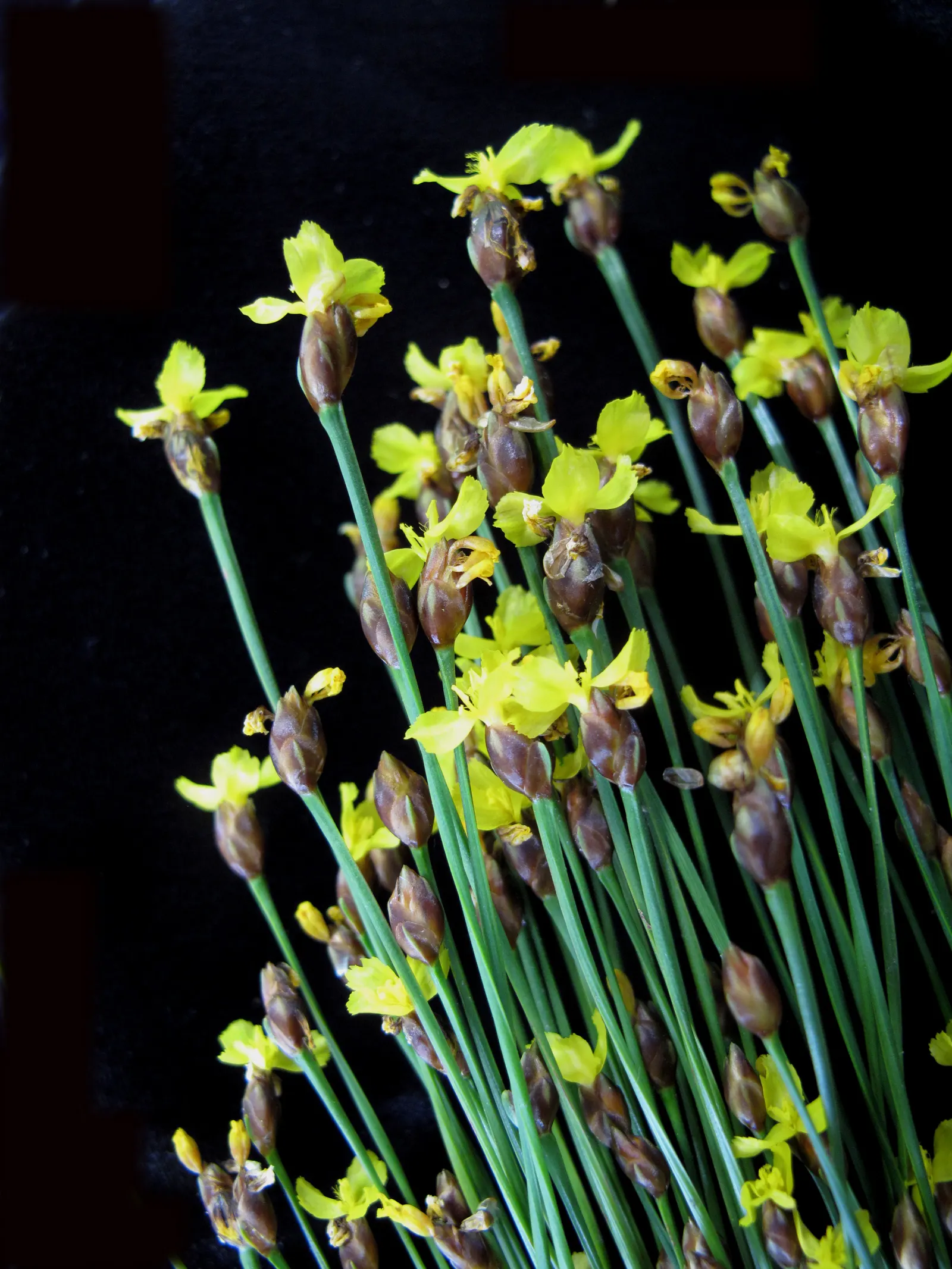 Yellow Eyed Grass (Sisyrinchium Californicum) — Thriving in USDA hardiness zones 5 through 9