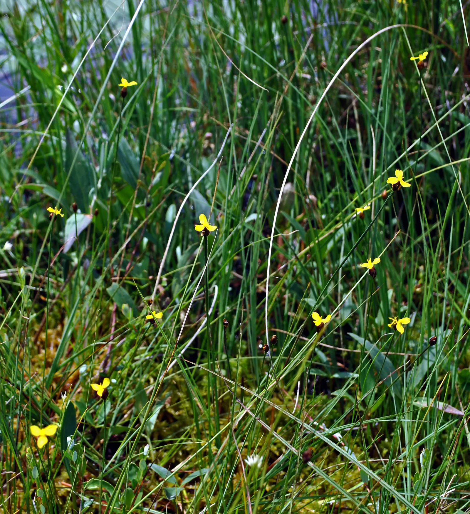 Yellow Eyed Grass (Sisyrinchium Californicum) — well-drained soil and full to partial sunlight.<br><br>Known for its low maintenance; making it an ideal choice