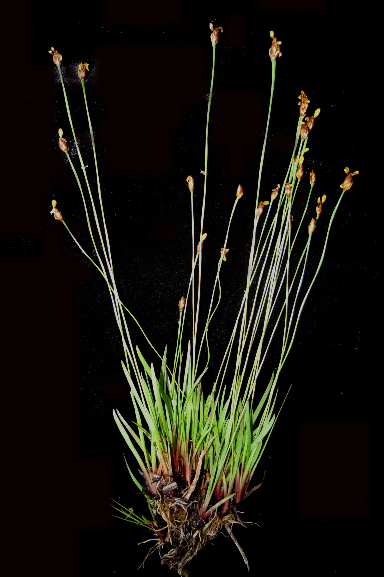 Yellow Eyed Grass (Sisyrinchium Californicum) — Ideal for borders, rock gardens, and naturalized areas