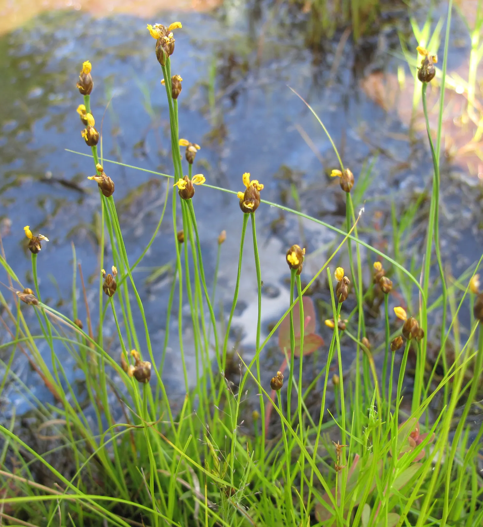 Yellow Eyed Grass (Sisyrinchium Californicum) — the Yellow Eyed Grass can spread to around 6 to 8 inches wide
