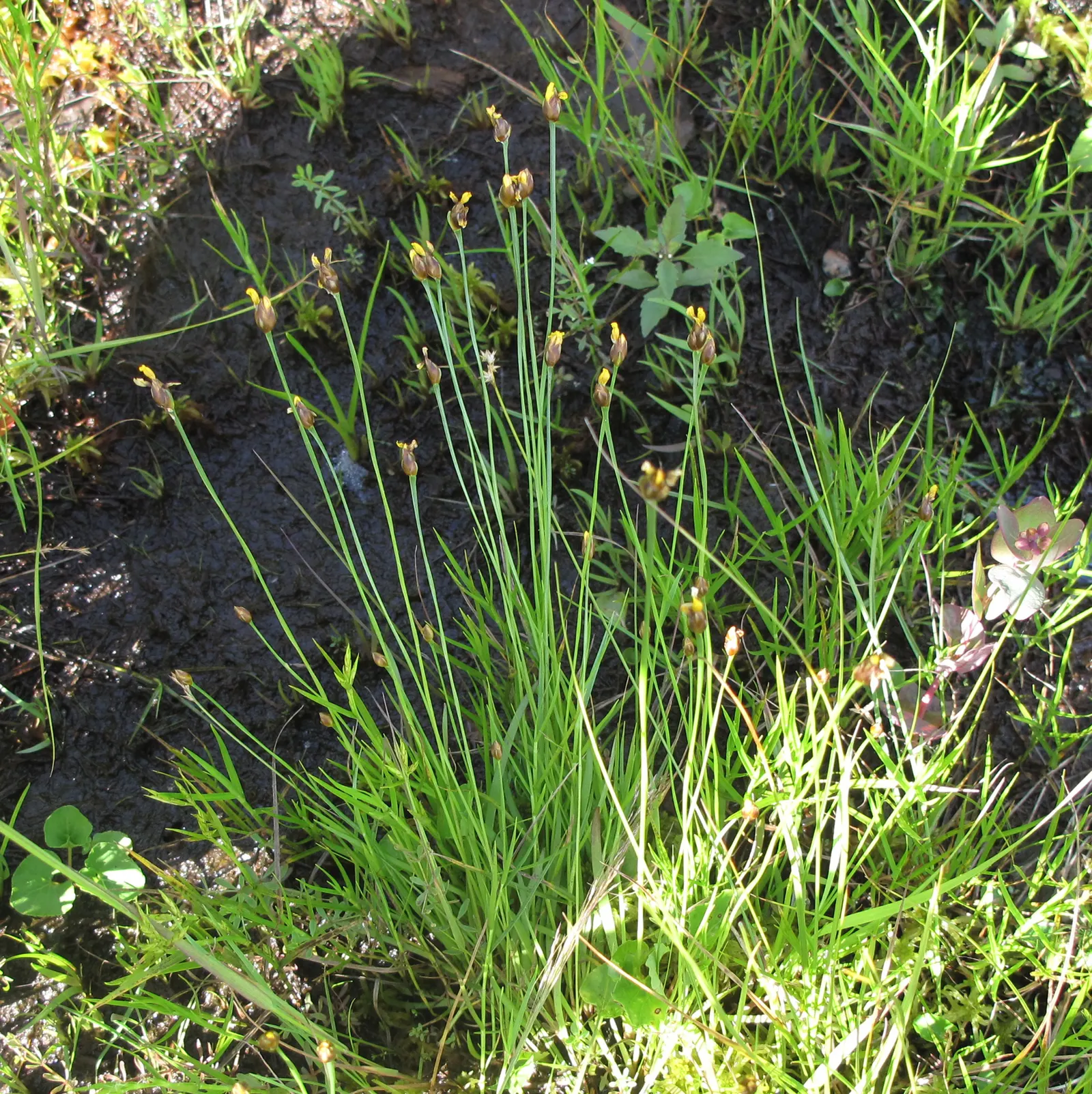 Yellow Eyed Grass (Sisyrinchium Californicum) — well-drained soil and full to partial sunlight.<br><br>Known for its low maintenance