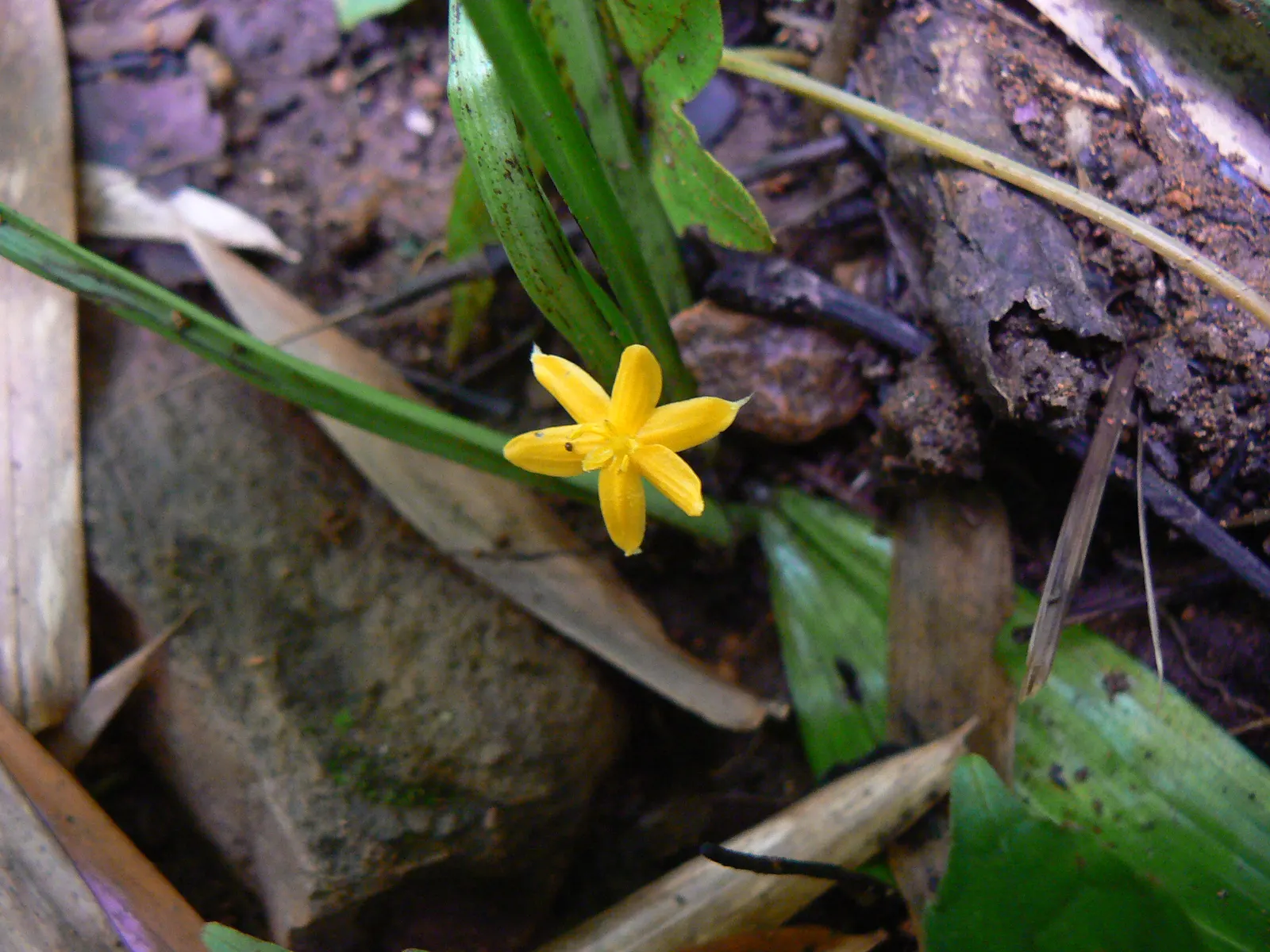 Yellow Eyed Grass (Sisyrinchium Californicum) — typically emerge in late spring and can continue blooming sporadically into summer; yellow flowers in the garden