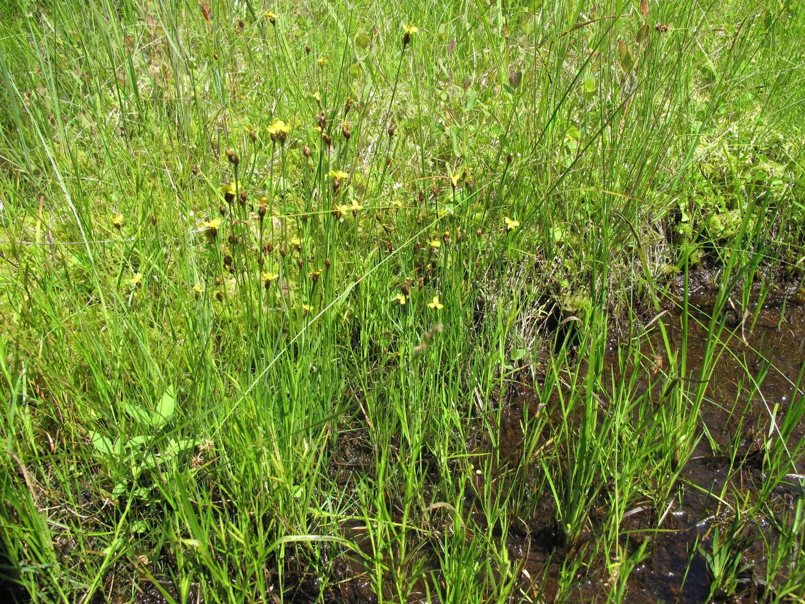 Yellow Eyed Grass (Sisyrinchium Californicum) — Sisyrinchium californicum requires little care once established