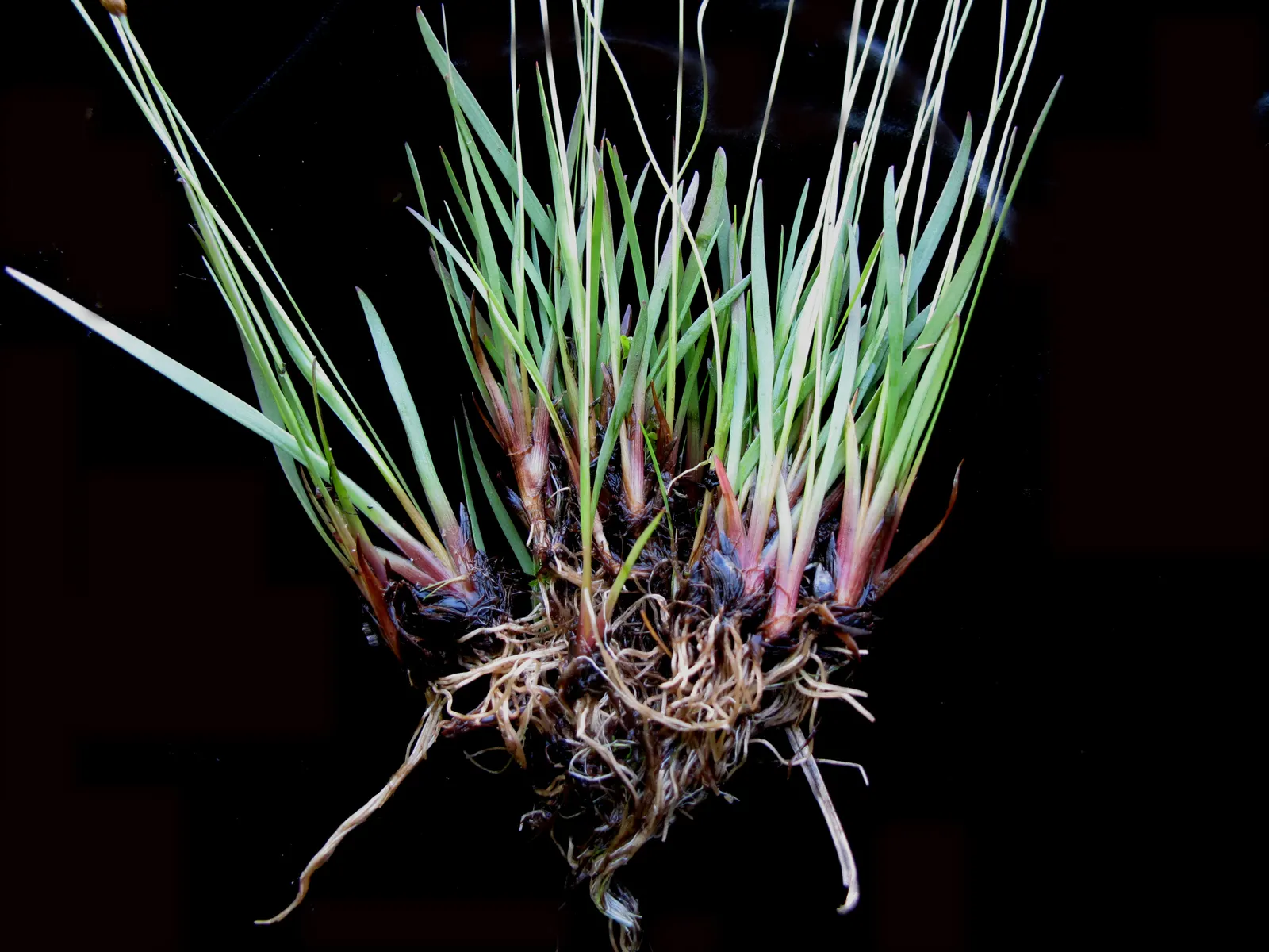 Yellow Eyed Grass (Sisyrinchium Californicum) — is an enchanting perennial that brings a burst of sunshine to any landscape design with its, image 32